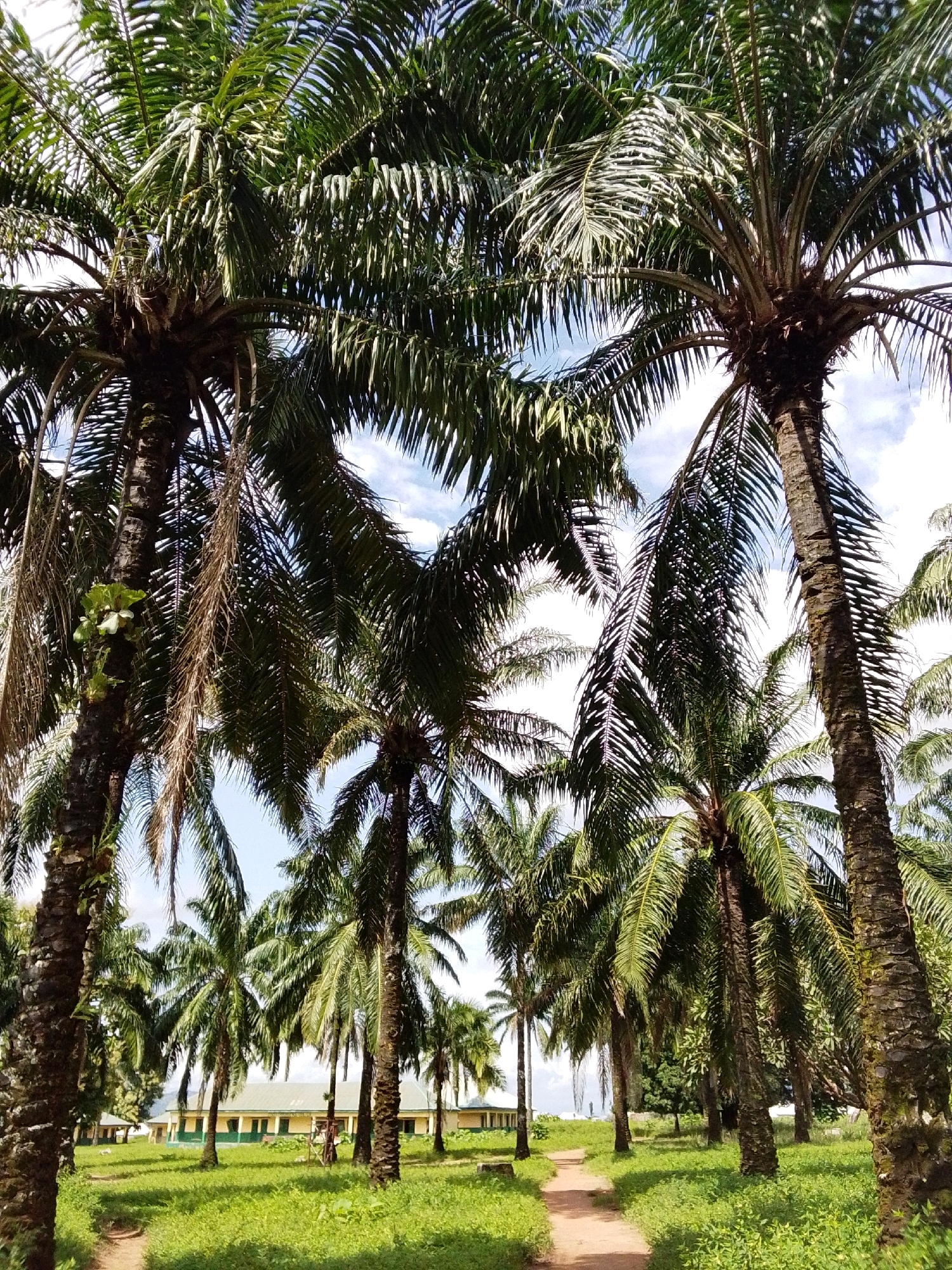 In Serti, Nigeria, a pathway lined with lush palm trees leads toward a low-rise building with a green roof and yellow walls. The path, made of reddish earth, is bordered by vibrant green grass. The palm trees, with their characteristic rough bark and feathery fronds, dominate the foreground and mid-ground, creating a sense of natural enclosure. The sky above is a clear blue with scattered white clouds. The building appears to be a school or institutional facility, with several windows visible along its facade. The overall scene conveys a serene, tropical atmosphere.
