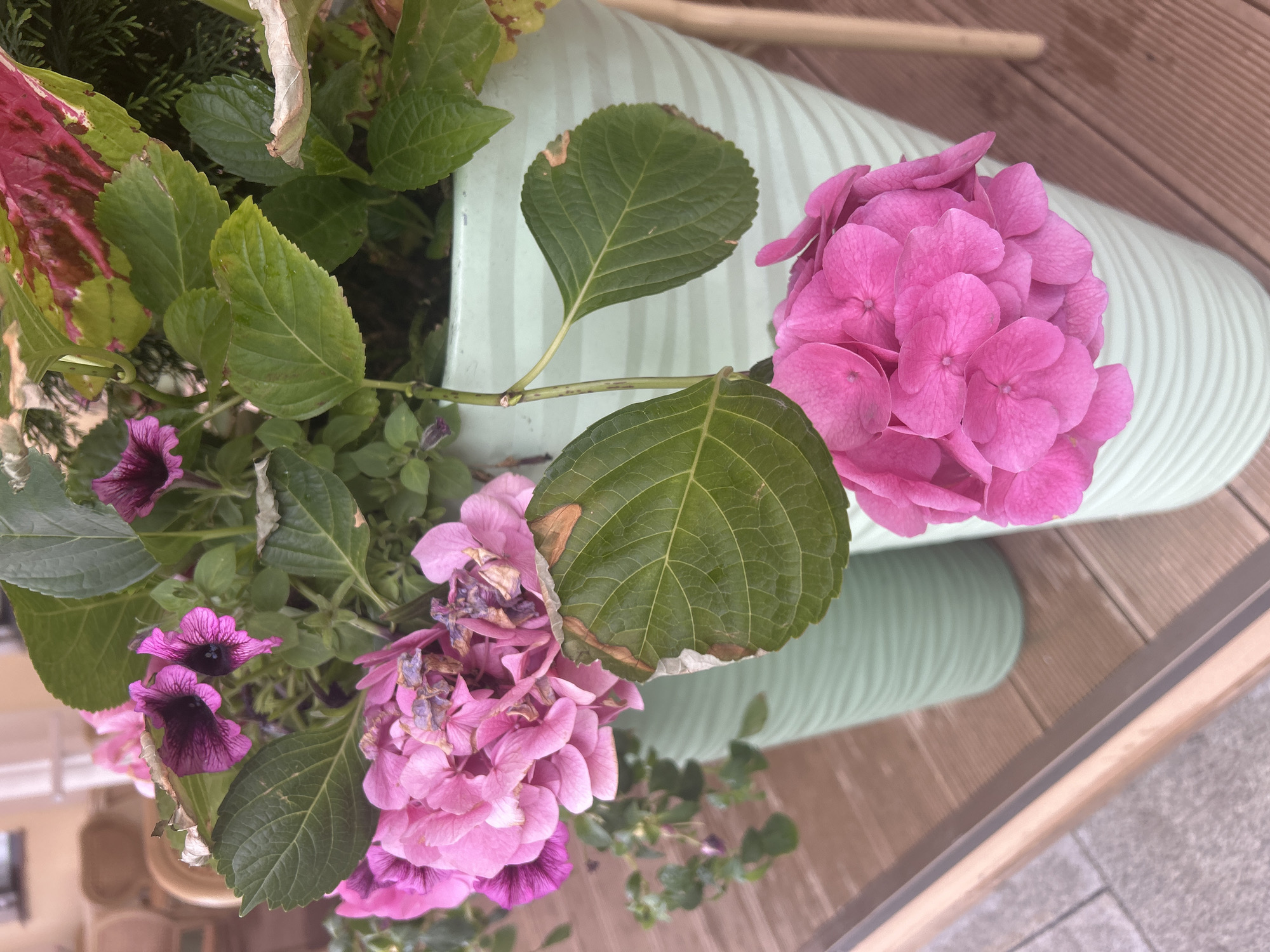 A medium shot captures a collection of pink hydrangeas and purple petunias in a light green striped pot. The pot is positioned on a wooden surface. The scene is lit with natural light.