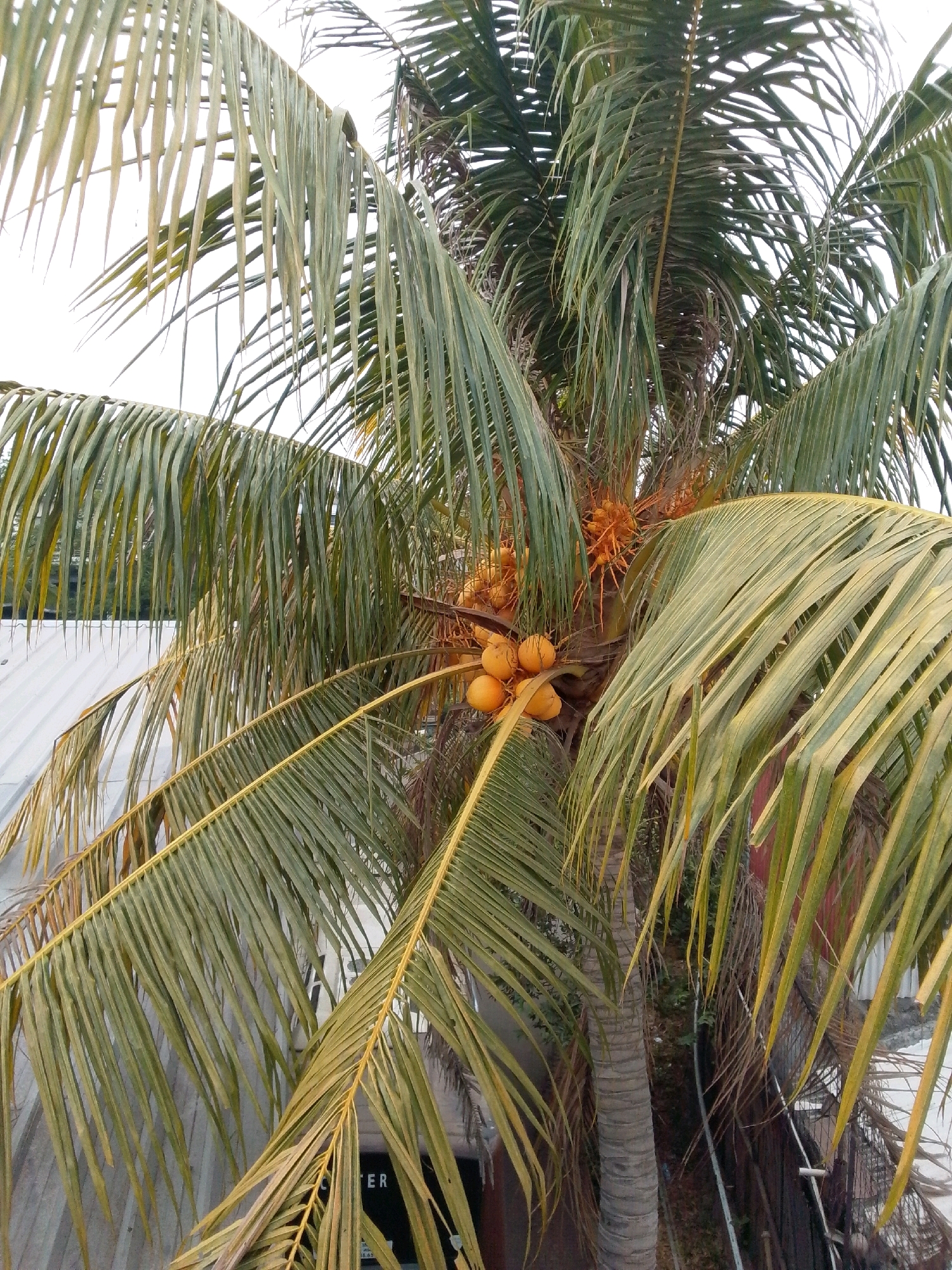 A close-up, outdoor, daytime, eye-level shot features a coconut palm tree with a cluster of coconuts. The coconuts are small and round, with a bright orange-yellow hue. The fronds of the palm tree are long and slender, with a light green color that transitions to yellow at the tips. In the background, a white corrugated metal roof is visible, suggesting a building or structure in an urban or semi-urban environment, possibly in East Jakarta, Indonesia. The sky is overcast and bright. The overall impression is one of a tropical setting, possibly in a residential or commercial area.