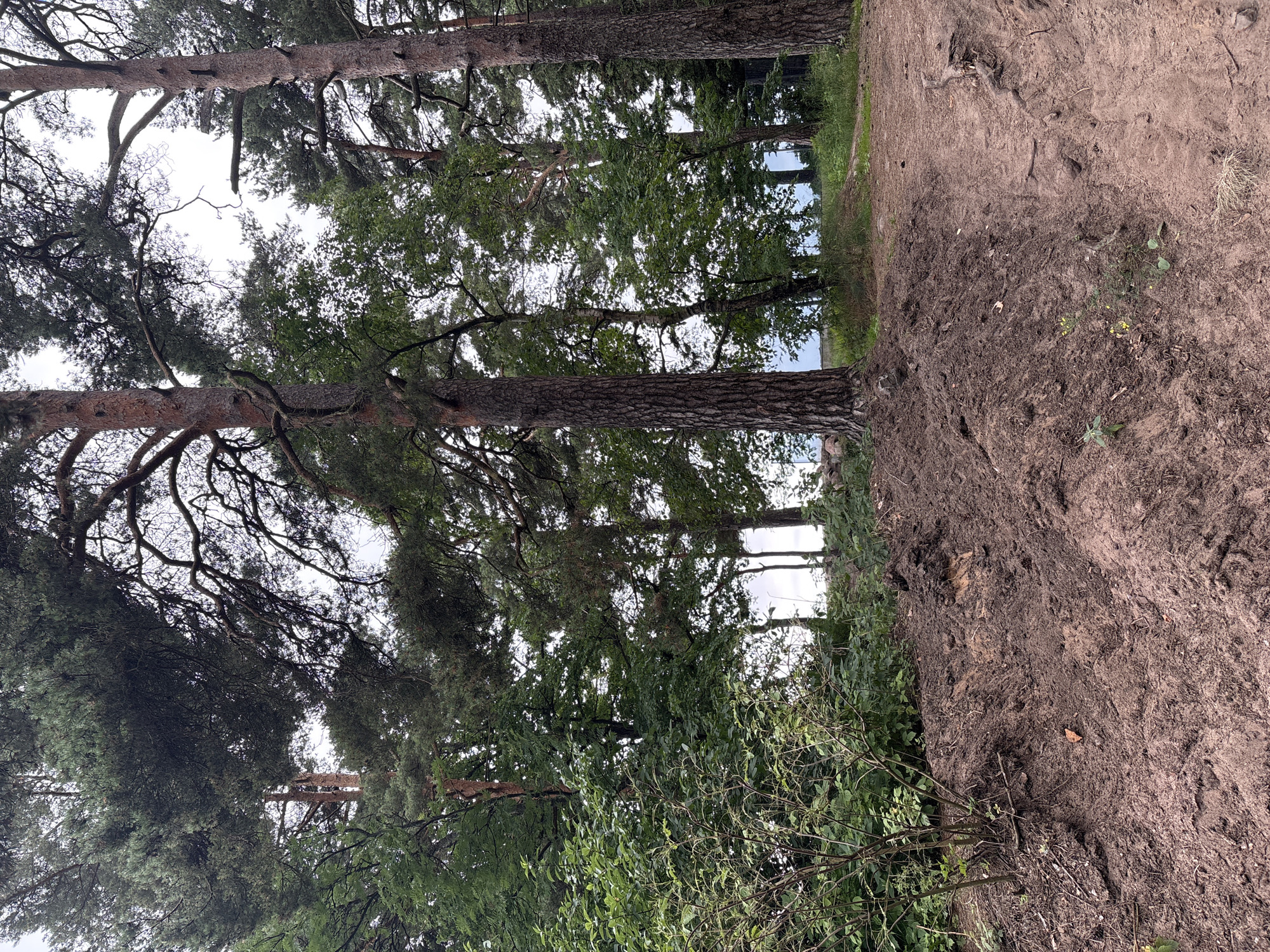 A low-angle view shows several tall pine trees with rough bark and sparse needles. Their branches stretch upwards and outwards, creating a canopy against a bright, overcast sky. The ground is covered in a mix of dry, dark brown soil and green foliage. To the right of the trees, a path of loose, sandy earth is visible, sloping upwards. The scene appears to be in a wooded area, possibly a park or forest, with a sense of natural tranquility. The lighting suggests it is daytime, with diffused light filtering through the clouds. There is no text visible in the image.