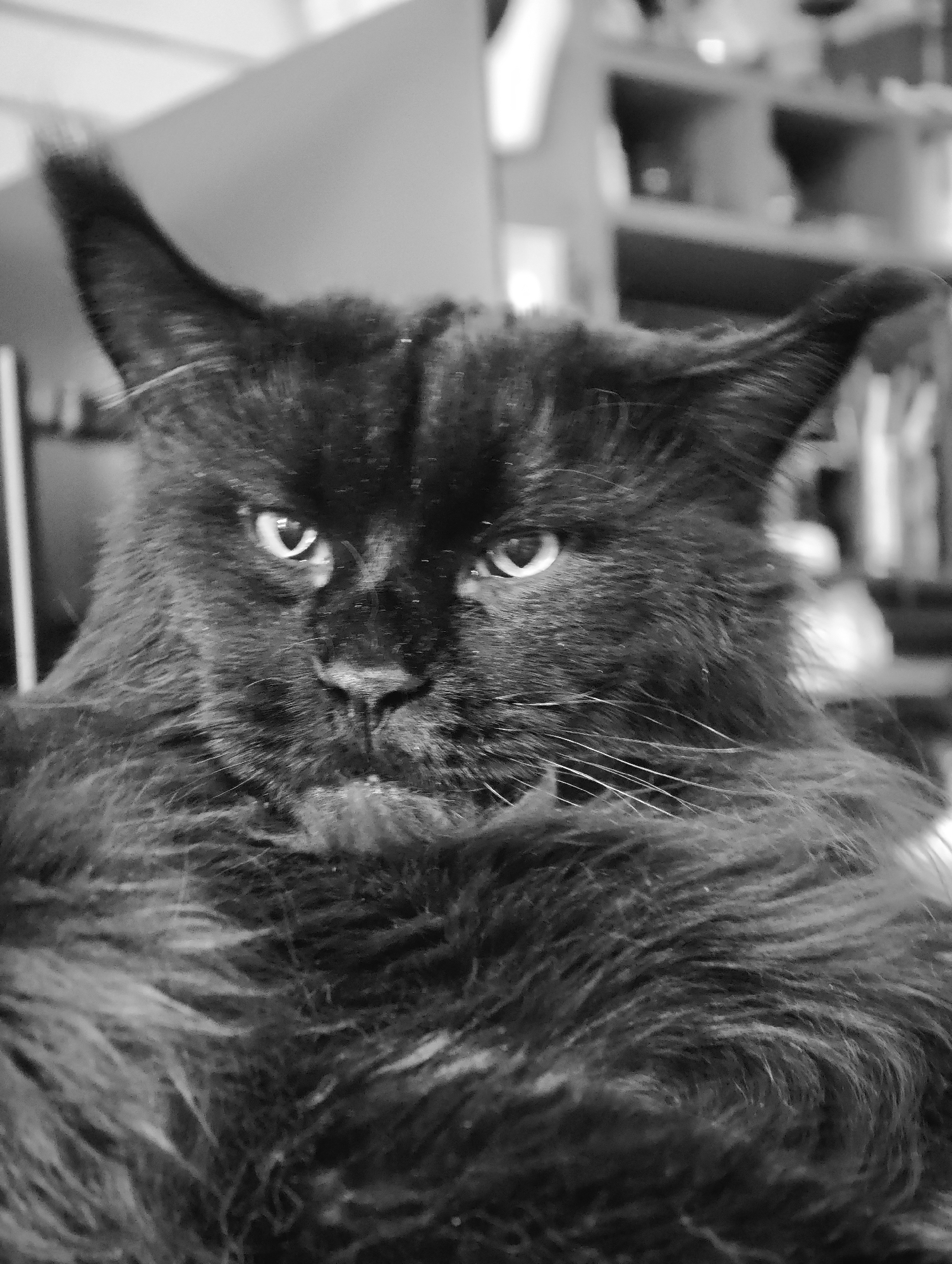 The image is a close-up, black and white photograph of a black Maine Coon cat's face. The cat has large, pointed ears, prominent whiskers, and a fluffy ruff around its neck. The lighting is somewhat dim, highlighting the texture of the cat's fur and its intense gaze. The background is blurred, suggesting an indoor environment with shelves or furniture visible. There is no indication of the location being in a city or any specific place.
