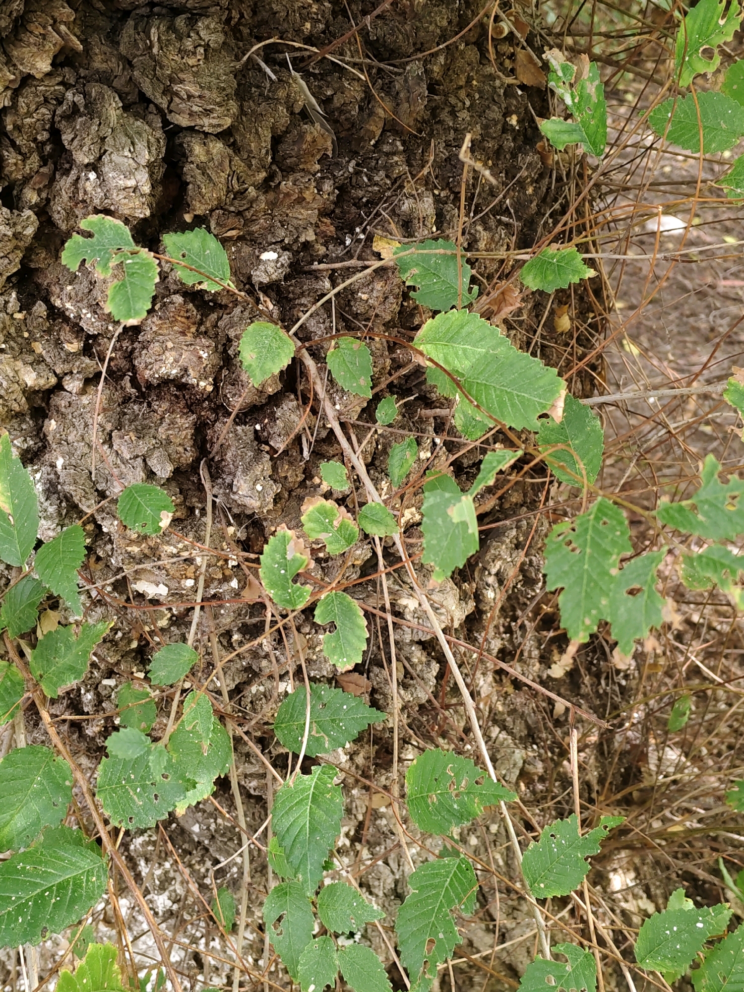 The image shows a close-up view of rough tree bark with several small, green leaves and thin, brown branches growing over it. The bark is textured and appears to be part of a large tree trunk. Some of the leaves have small holes or are slightly damaged. The background consists of more dry branches and out-of-focus foliage, suggesting an outdoor, possibly natural setting. There are no people or specific landmarks visible that would indicate a precise location within Rostov-on-Don, Russia.