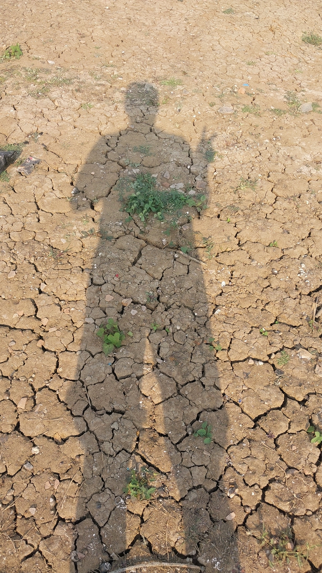 A shadow of a person stands on cracked, dry earth. The shadow is cast from the left and stretches diagonally down the frame, obscuring much of the ground. The person's head and torso are visible, along with their arms. One hand appears to be raised, with two fingers extended in a V-shape. The ground is parched and fissured, with scattered patches of small green vegetation. The overall environment appears arid and exposed.