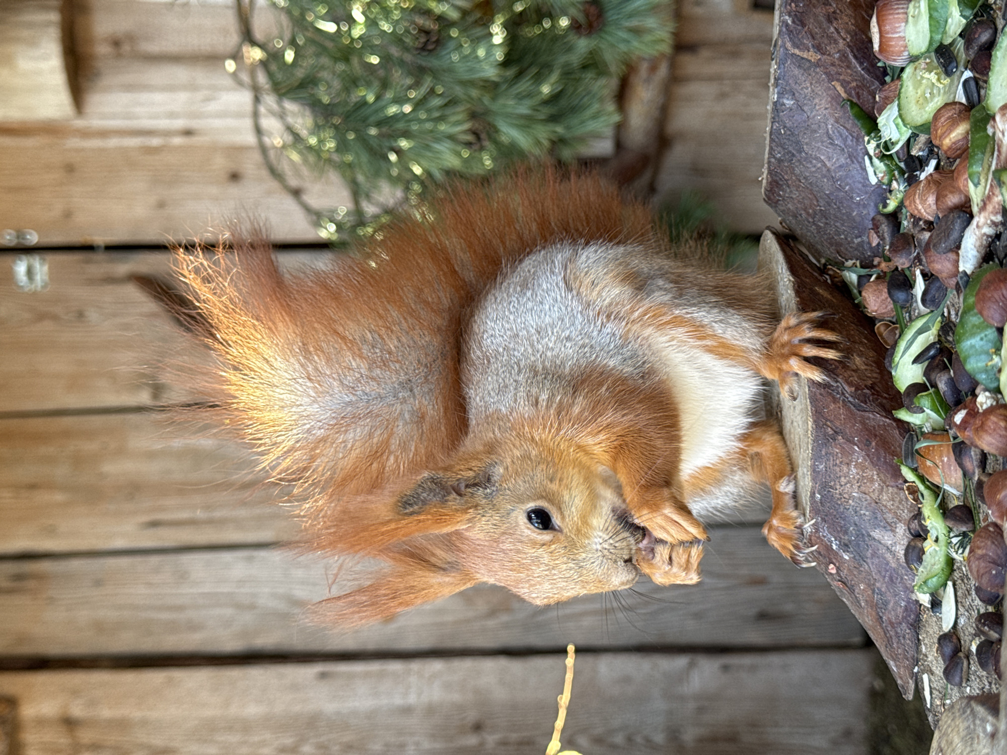 A squirrel is eating in Izhevsk, Russia. The squirrel is reddish-brown and gray, sitting on a wooden structure and holding food in its paws. There are hazelnuts, sunflower seeds, and other greens in the background, along with wooden planks. A small green plant is also visible behind the squirrel.