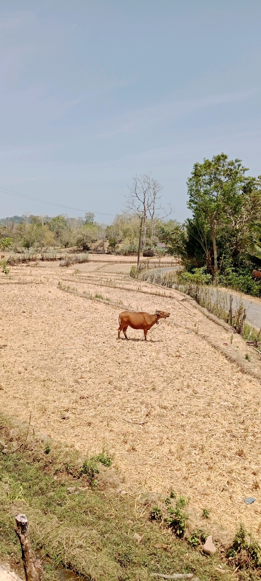 A lone brown cow stands in a dry, harvested field under a clear blue sky. The field is covered in straw and stubble, with some green grass growing along the edges. In the background, there are trees, a road, and a few buildings. The scene appears to be in a rural area. The overall impression is one of a dry, sunny day in a farming community.
