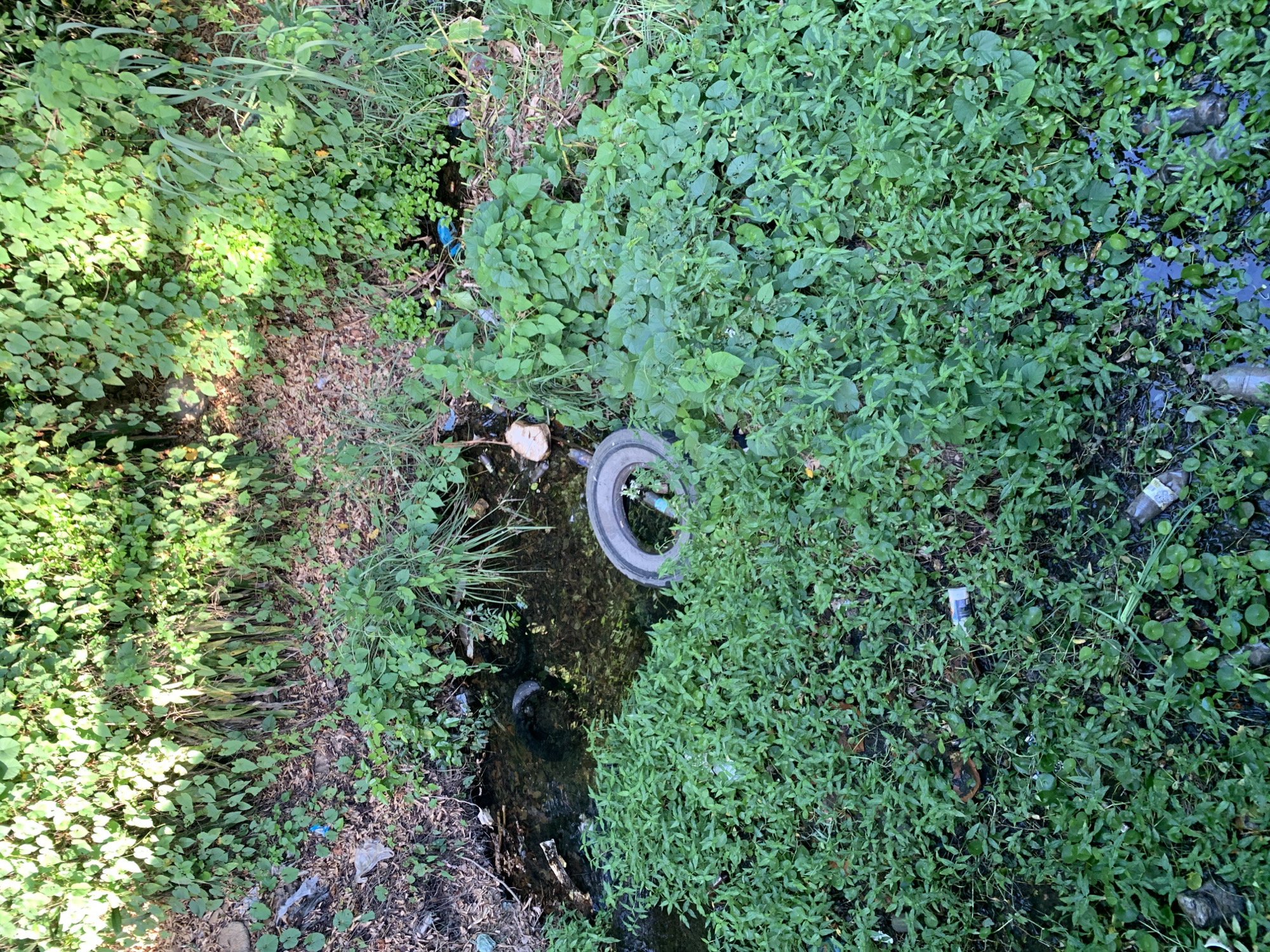 The image depicts a heavily overgrown natural area with a small stream or drainage channel running through it. The environment is characterized by dense green foliage, including various types of plants and vines covering the ground and extending up an embankment. Debris is scattered throughout the scene, consisting of plastic bottles, bags, and a discarded tire. The water in the channel is dark and appears murky, with some of the debris partially submerged. The overall impression is one of neglect and environmental pollution within a natural setting. There are no people visible in the image.
