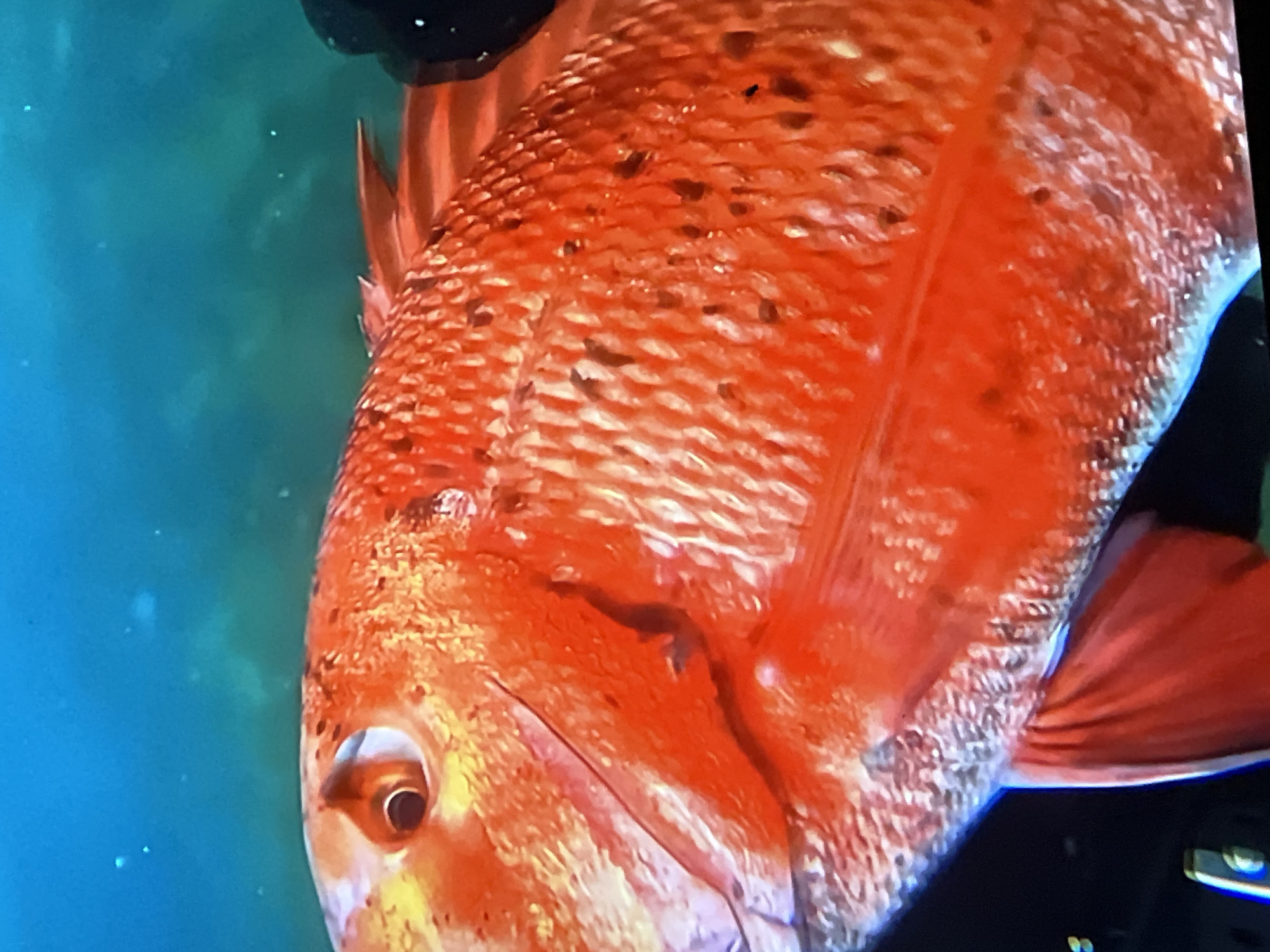 This image captures an underwater scene in the coastal waters off Casablanca, Morocco, featuring a detailed close-up of a large, vibrant red-orange fish. The fish, likely a species of snapper or grouper, occupies the majority of the frame, positioned diagonally with its head towards the upper left. Its body is covered in prominent, overlapping cycloid scales, exhibiting a brilliant red-orange coloration with numerous small, irregularly shaped black or dark brown spots scattered across its flanks and dorsal area. The fish's large, round eye is clearly visible on its head, characterized by a dark, circular pupil and a lighter, reflective golden-brown iris. The contours of the gill plate and operculum are distinctly outlined. Along the upper posterior part of the fish's back, a series of fin spines are discernible, and a broad, red pectoral fin extends downwards from its lower body. The background consists of clear, diffuse turquoise-blue water, showing minimal turbidity and a few faint bright specks suggesting particulate matter or distant light. A subtle bluish luminescence or reflection is noticeable along the lower contour of the fish's body. A small, dark, amorphous object, possibly a piece of equipment or marine debris, is partially visible at the far right edge of the frame. No people or specific actions are depicted.