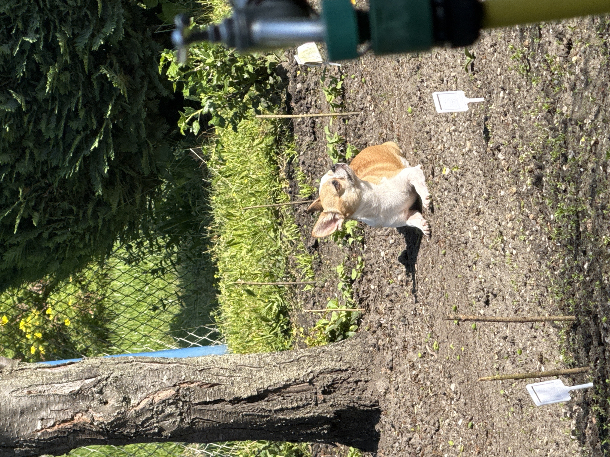 A medium-sized dog with tan and white fur is lying on bare soil in what appears to be a garden. The dog is in the vicinity of small sticks and white plant markers. The scene includes sections of a tree trunk, a green mesh fence, and various green plants and weeds. The location is Lauchhammer, Germany. The image is taken from a high angle, likely overhead. The focus is on the dog and the immediate surrounding area.