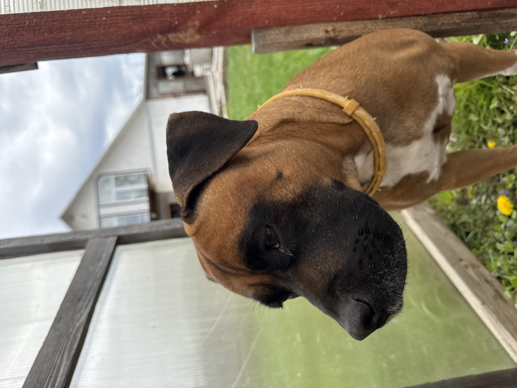 A brown and black dog with a light-colored collar stands outdoors. The dog appears to be on or near a structure with a transparent surface, possibly a greenhouse or porch enclosure. A white building with windows is visible in the background. The surrounding environment includes green vegetation and what looks like part of a wooden fence or structure. The image was taken in Chaikovsky, Russia.