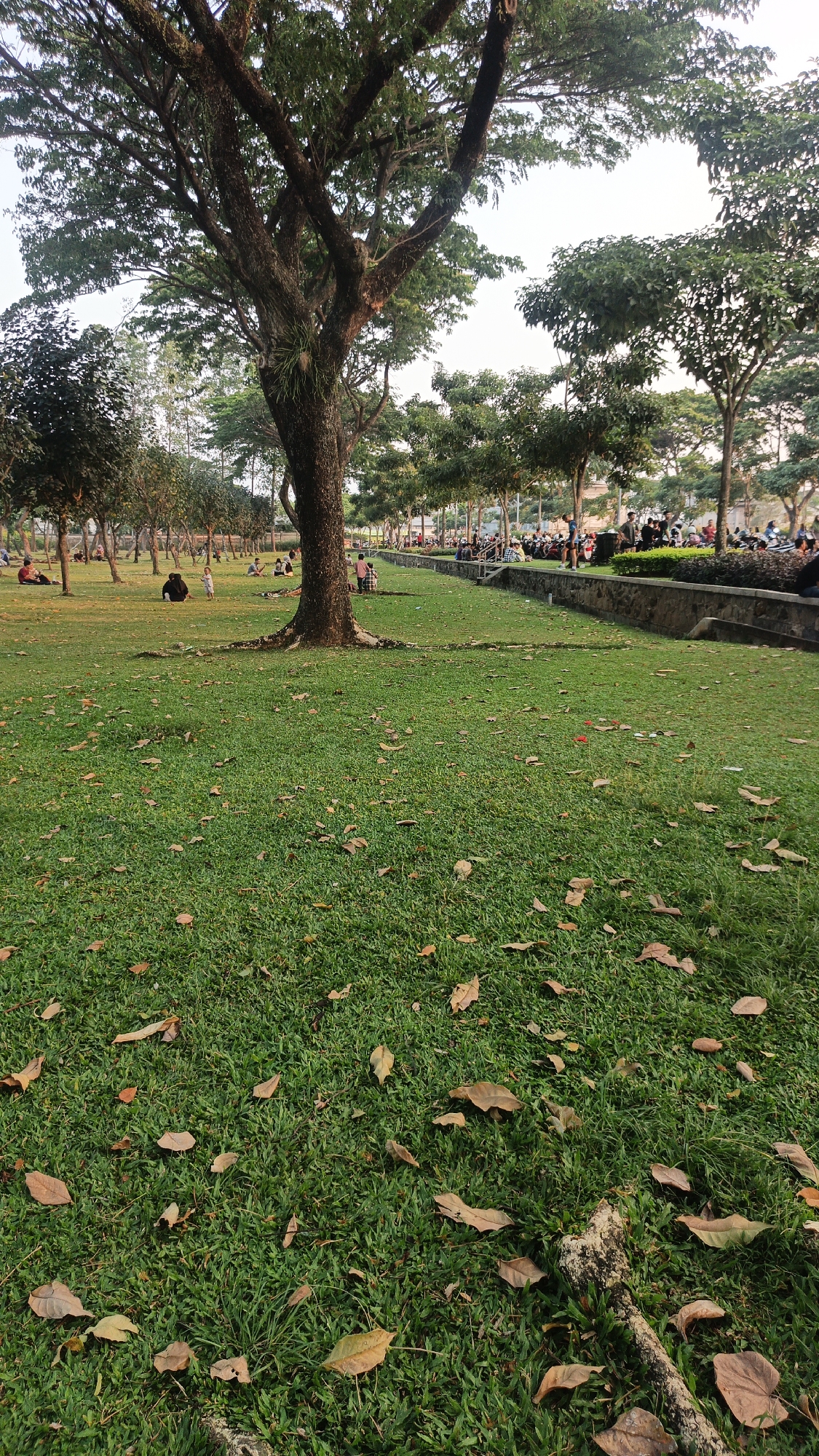The image depicts a park scene with lush green grass, scattered fallen leaves, and several large trees. In the background, a paved area with a stone wall runs alongside the park, and numerous people are visible sitting, standing, and interacting. A line of motorcycles is parked along the paved area, indicating a public gathering space. The sky is overcast, suggesting late afternoon or early morning lighting conditions. The overall impression is one of a peaceful recreational area within a populated urban environment. The location is identified as the city of Bacin, Indonesia, a region known for its tropical climate which would explain the presence of large trees and lush vegetation.