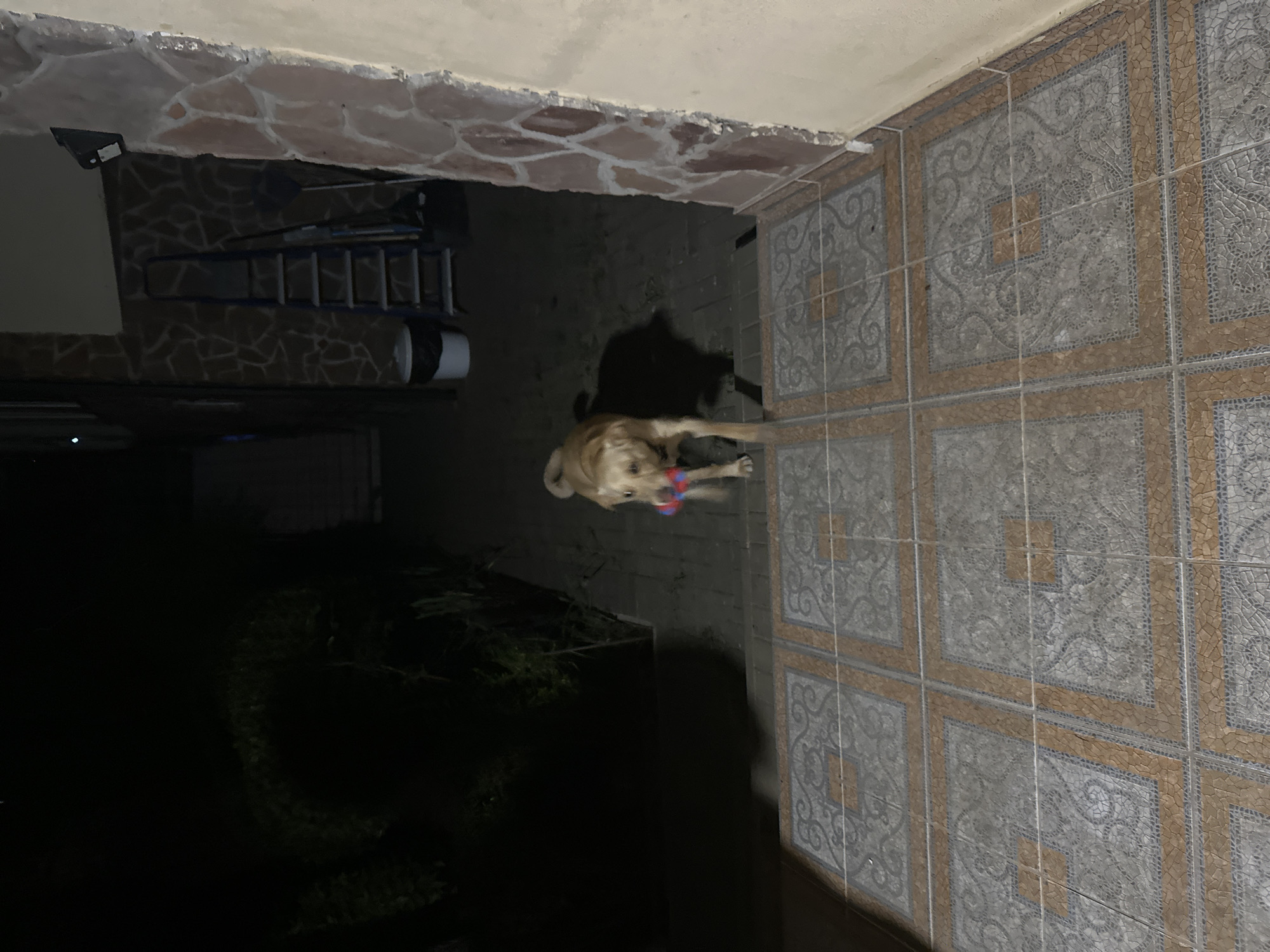 A tan dog is standing on a tiled path at night, holding a red and blue toy in its mouth. The dog is facing forward, looking slightly to the left. Behind the dog, a ladder leans against a wall covered in stone tiles. To the left of the ladder, a white trash can is visible. The ground is paved with large square tiles, with smaller mosaic tiles forming a border around them. The scene is dimly lit, suggesting it is outdoors at night. There is no identifiable location in the city of Sochi, Russia.