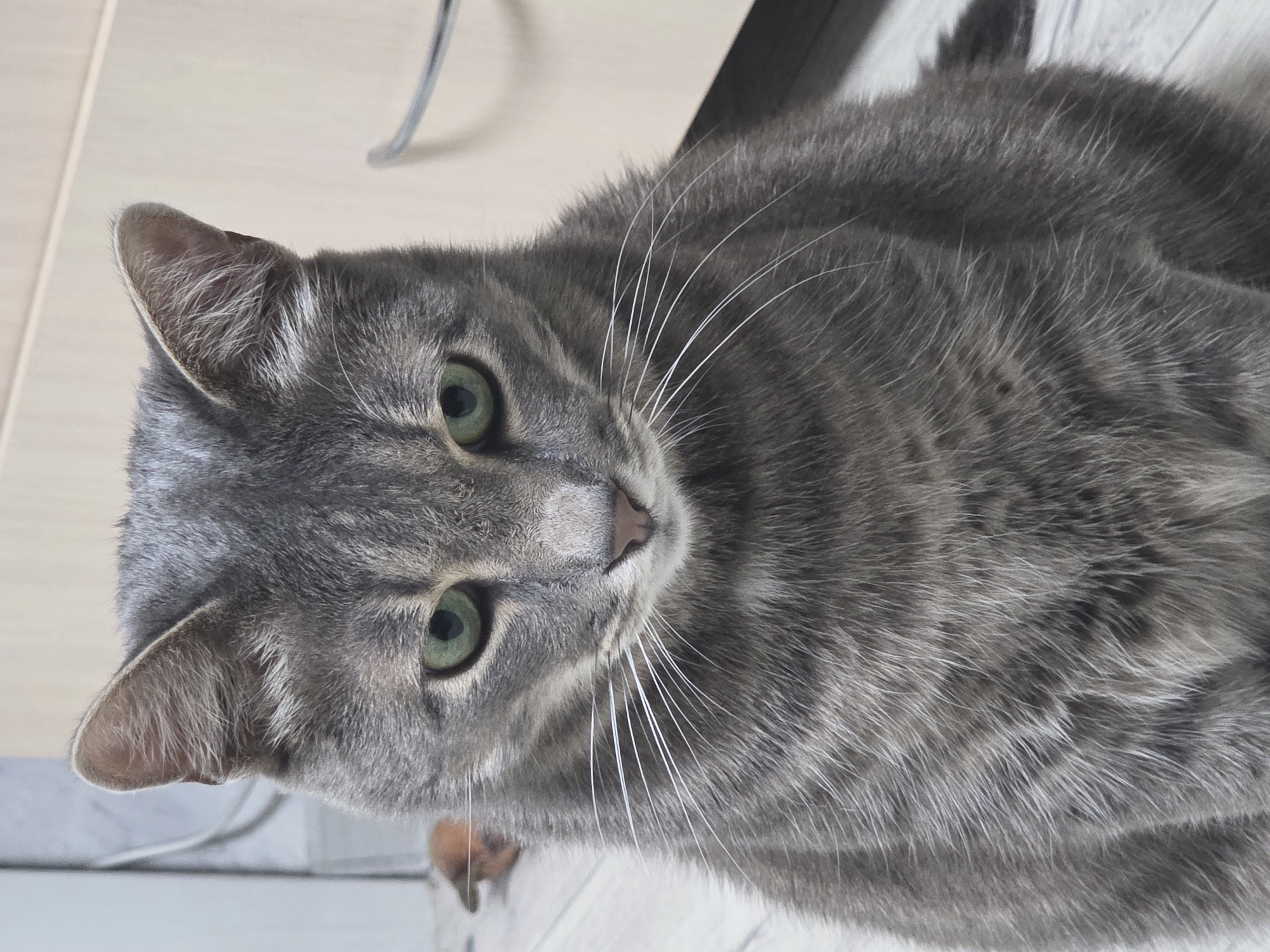 A gray tabby cat is lying on a surface, possibly a table or floor. The cat has green eyes and white whiskers. The location is unknown.