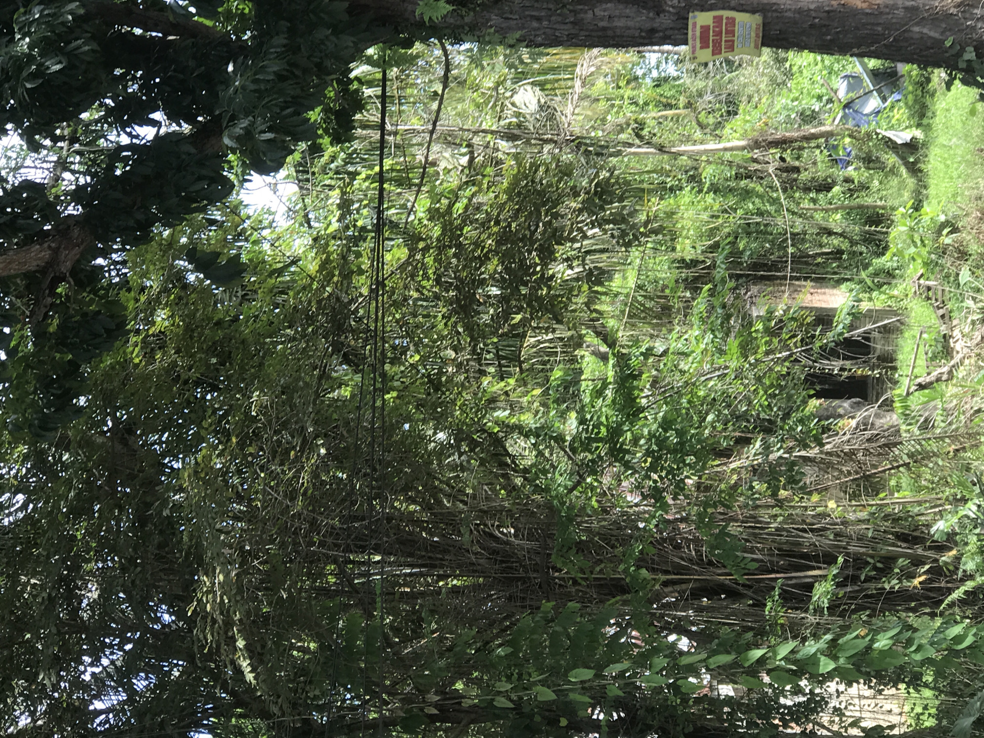 This media file depicts a dense, overgrown outdoor scene, characteristic of a tropical or subtropical environment, consistent with Lhoksukon, Indonesia. The primary subjects are numerous trees with thick trunks and lush canopies, heavily intertwined with vines and other climbing plants, creating a verdant and somewhat wild landscape.
Several power lines or communication cables are visible, running horizontally through the dense foliage, suggesting proximity to human infrastructure despite the wild growth. Partially obscured by the thick vegetation in the mid-ground, there appear to be remnants of human presence, including what looks like a blue tarp or sheet and a faint brick structure or ruin.
A yellow rectangular sign is prominently affixed to a tree trunk in the upper right. The text on the sign is in red, with "DILARANG" (Forbidden/Prohibited) clearly visible at the top. Below this, further text, likely detailing specific prohibitions such as "MEMBUANG SAMPAH" (Littering), is present but less legible.
The image was taken during the daytime, with bright sunlight illuminating the scene through the tree canopy. No people or animals are visible, and no specific activity or event is taking place, presenting a static view of a landscape where nature is reclaiming or heavily coexisting with human structures.