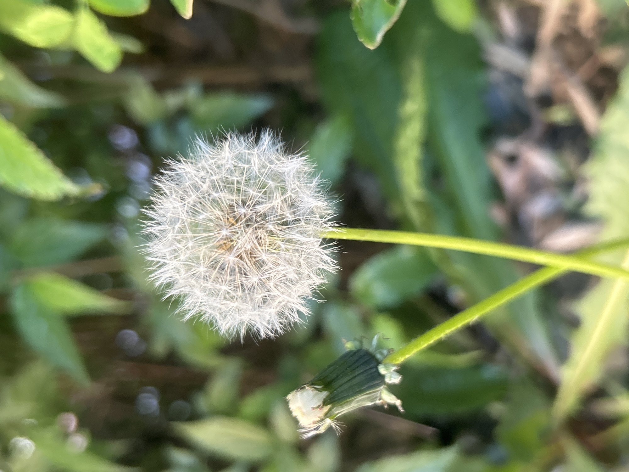 The media file presents a close-up photograph of two dandelion seed heads in a natural outdoor setting, with the context of Strasbourg, France.
The main subject, centrally positioned in the upper-left, is a fully matured dandelion "clock," a spherical cluster of delicate white pappi (seed parachutes). These fine, feathery structures are brightly illuminated by natural light, appearing almost translucent. Its vibrant green stem extends horizontally to the right. Below and to the right of this primary dandelion is a second one, partially developed or dried, still partially encased in its ribbed green sepals, with some white fluff visible at its top.
The background is softly blurred with a shallow depth of field, creating a bokeh effect. It consists primarily of indistinct green foliage and hints of darker, possibly brown, earthy tones or dried vegetation. The lighting is bright and natural, suggesting it is daytime, possibly late morning or afternoon, under clear weather conditions. No human subjects or explicit activities are depicted. The focus is entirely on the botanical subjects and their intricate details. There is no visible text within the image.