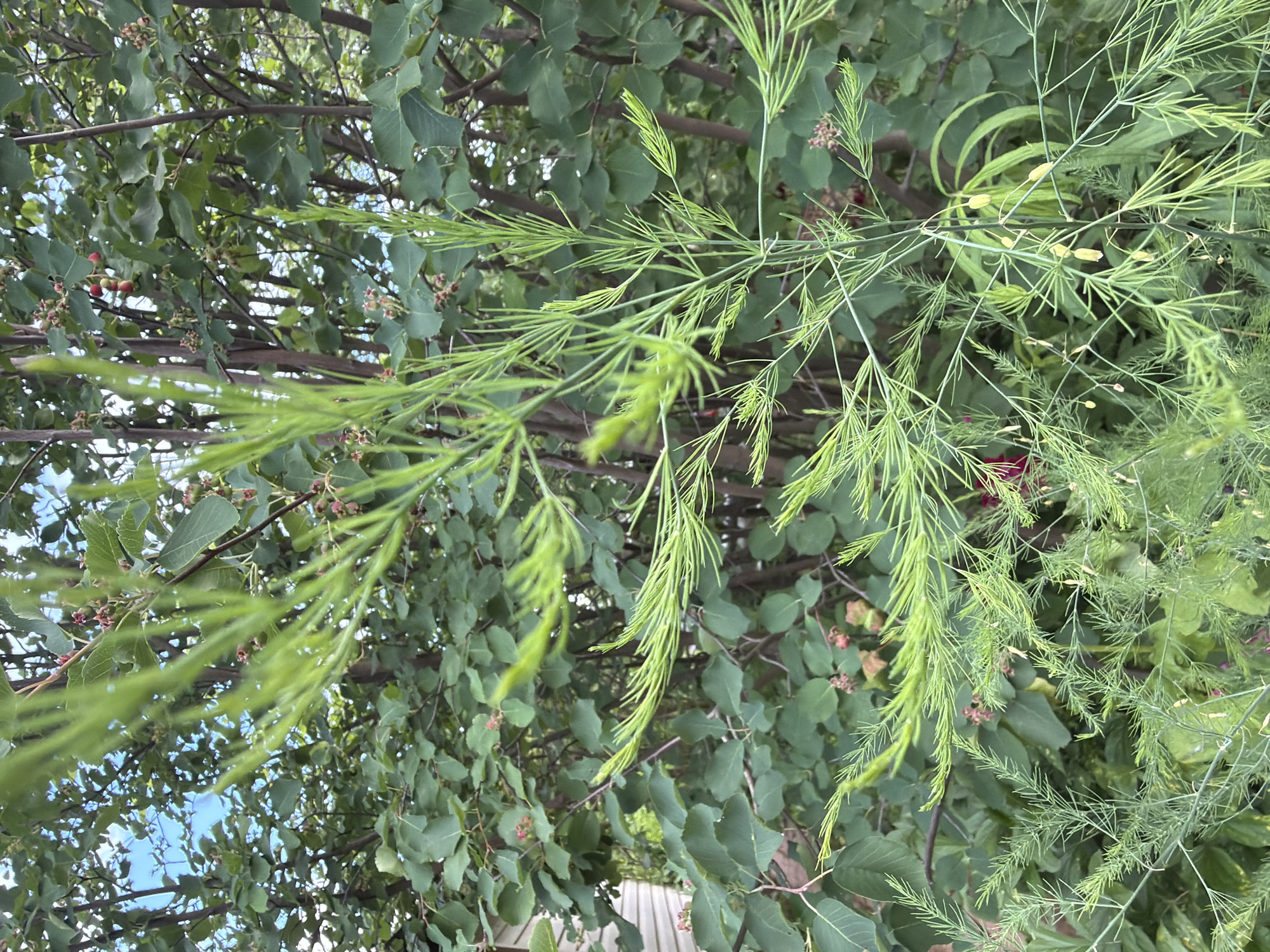 An outdoor, eye-level, full-shot photograph captures a close-up view of feathery green asparagus ferns with a leafy green tree and bright blue sky in the background. The asparagus fern is in the foreground and appears to be growing in a garden. Some of the fern's delicate fronds are in focus, while others are slightly blurred due to the shallow depth of field. The tree behind the fern is dense with large, green leaves and some small, red berries. The sky is a clear, bright blue, visible through gaps in the tree's foliage. The photograph does not show any people or buildings. The overall scene depicts a lush, natural environment, likely a backyard garden in Petukhi, Russia, on a sunny day.