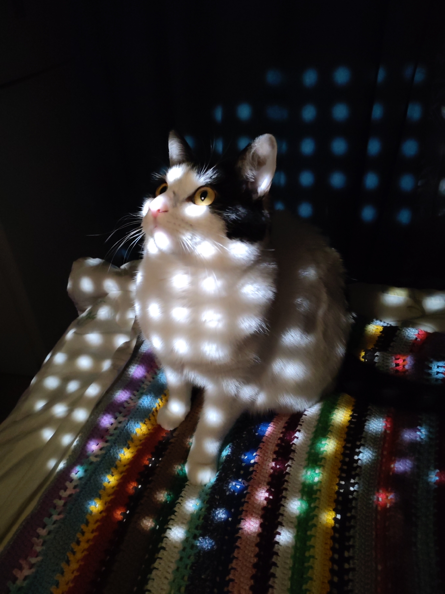 A black and white cat sits on a colorful crocheted blanket in a dimly lit room. The cat is mostly white, with black markings on its head and back. It has yellow eyes and a pink nose. The light in the room is filtered through a pattern of small holes, creating a grid of light spots on the cat and blanket. The blanket has stripes of various colors. The room appears to be indoors, with dark curtains in the background. The location is not evident from the image.