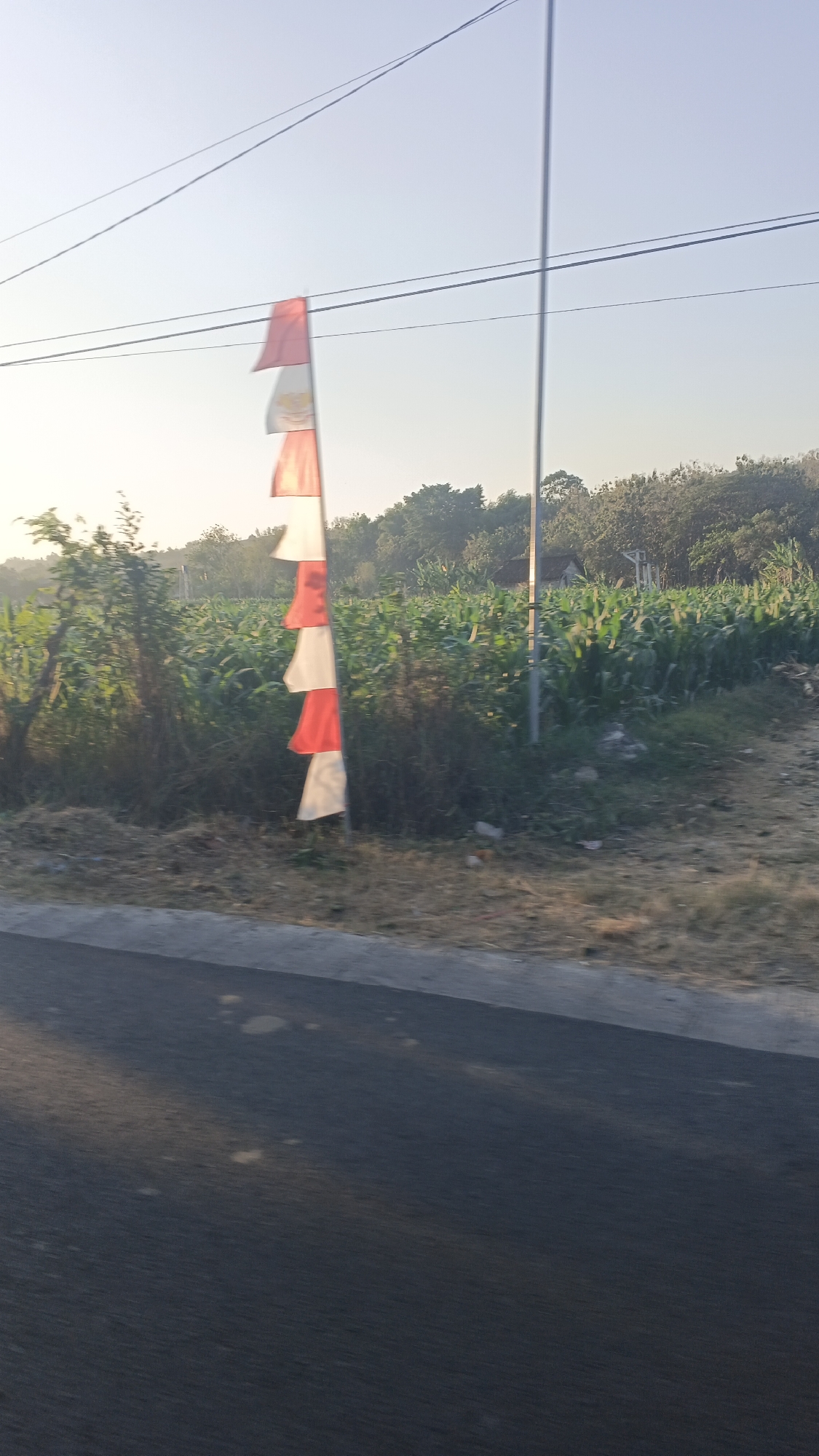 The image depicts a vertical flag pole with multiple red and white pennants attached, resembling the Indonesian flag, positioned alongside a road. The pennants are arranged in a repeating pattern of red and white. Behind the flag pole, a field of green corn stalks stretches into the distance. A few trees are visible in the background, with a clear, pale sky overhead. The scene appears to be in a rural or semi-rural area, likely in Soko, Indonesia, given the presence of the Indonesian flag. The perspective suggests the photograph was taken from a moving vehicle on the road.