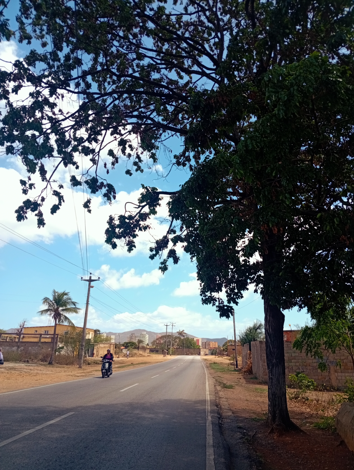 The image depicts a street scene in Altagracia, Venezuela, under a bright, partly cloudy sky. In the foreground, a large tree with dark green leaves partially obstructs the view of the sky. A two-lane asphalt road stretches into the distance, with a white dividing line. A person on a scooter is traveling down the road towards the viewer, wearing a dark top.
To the left of the road, there is a dirt shoulder lined with sparse vegetation. A tall utility pole with wires is visible. Beyond this, there are buildings with yellowish walls and a palm tree. Further down the road, more buildings and distant hills or mountains are visible.
To the right of the road, there is a dirt embankment with a stone wall. A mature tree with dark bark stands on this embankment, its branches extending towards the road. More vegetation and stone structures are present in this area. The overall environment appears to be semi-arid with elements of urban development.