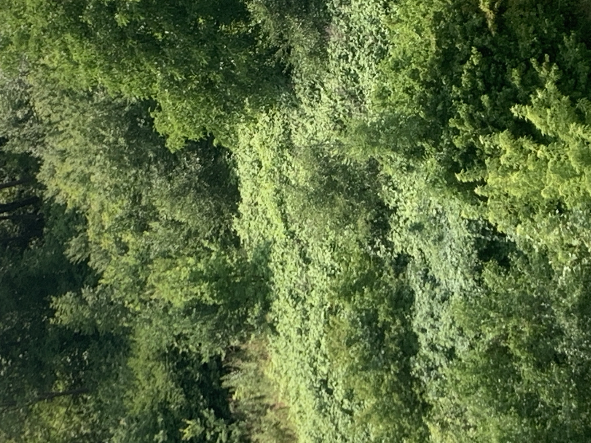 The image depicts a dense, verdant hillside covered in lush foliage and trees. The vegetation is a mix of various shades of green, indicating a healthy and thriving natural environment. The terrain appears to be sloped, with a profusion of leaves and branches creating a textured landscape. The scene suggests a natural area, possibly a park or a wooded region within a city. The image does not contain any people, specific objects, or visible actions. The environment is purely natural, with an abundance of plant life.