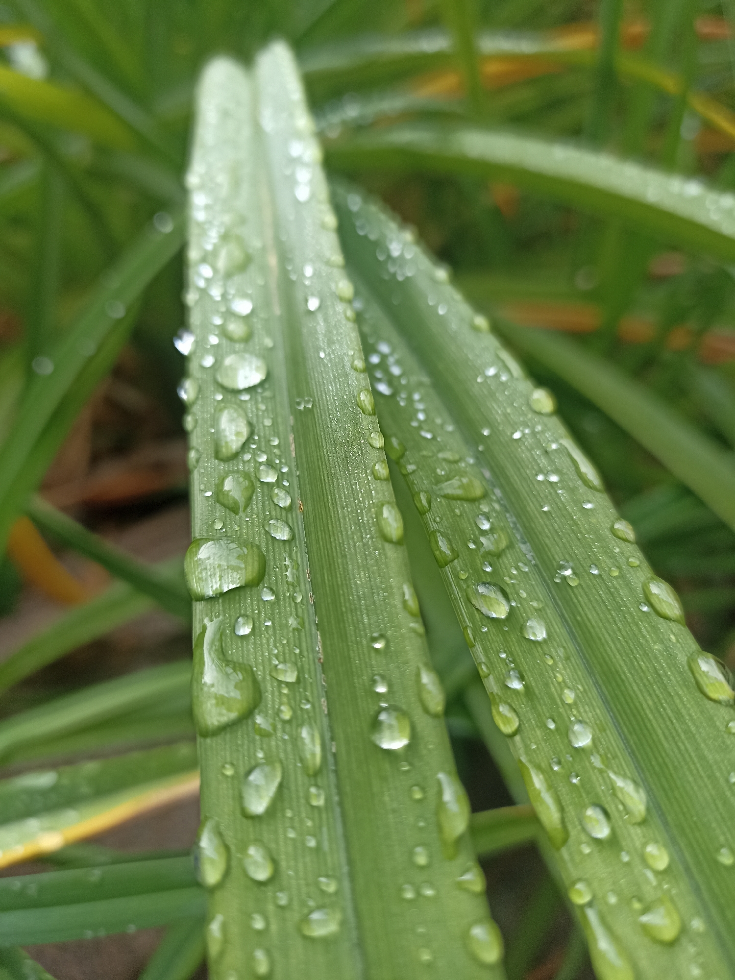 The image is a close-up, macro photograph of blades of green grass covered in numerous water droplets. The focus is sharp on the dewdrops, which are of varying sizes and reflect the light. The grass blades are long and slender, with visible parallel veins. In the background, other green grass blades are blurred, creating a soft bokeh effect. There are no people, animals, or man-made objects visible in the image. The scene appears to be outdoors in a natural setting, possibly after rain or during a dewy morning. The image is devoid of any specific location information, including the city of Mochische, Russia.