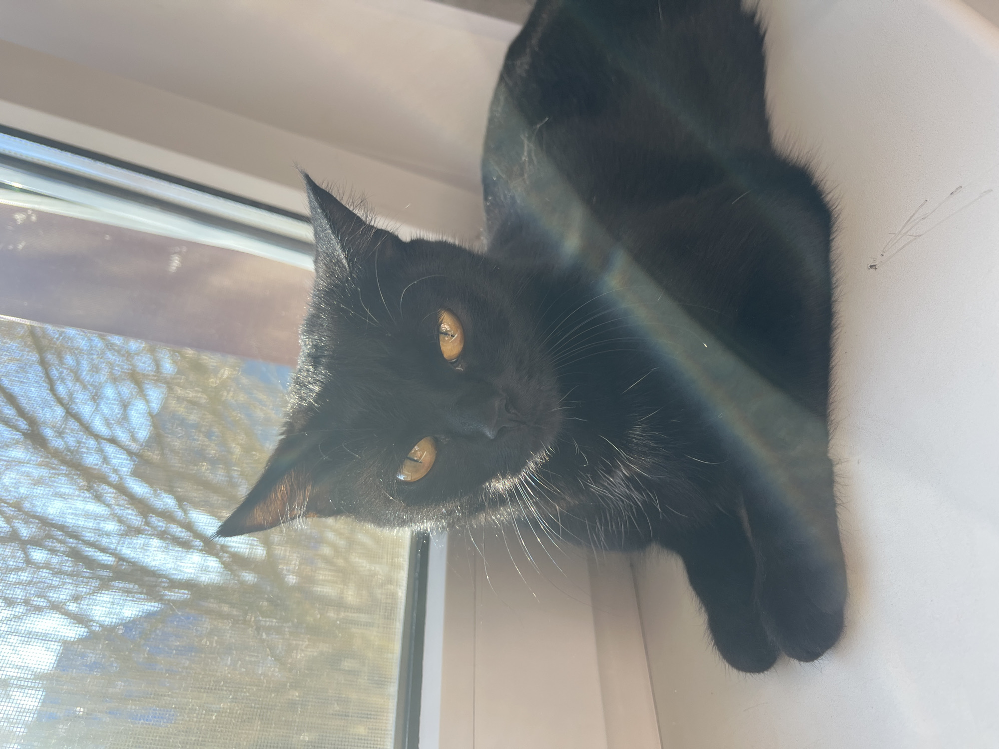 A black cat is lying on a windowsill. The cat has yellow eyes and is looking at the camera. A rainbow is visible on the cat's fur. The window shows a view of trees. The location is not identified in the city of Chaikovsky, Russia.