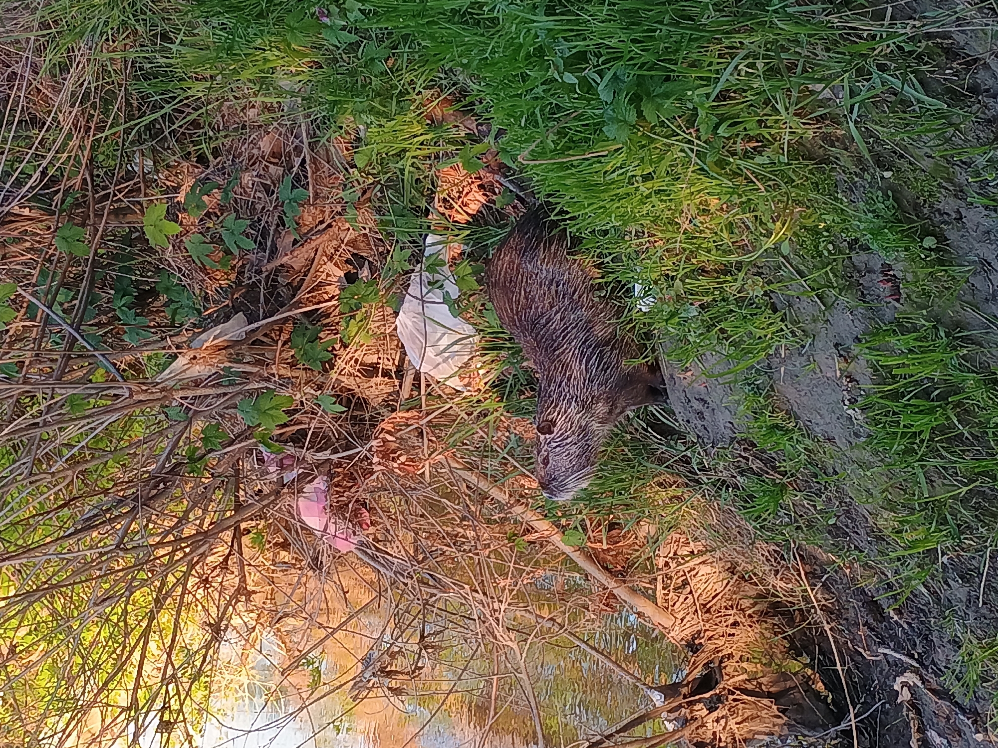 This image captures a nutria (coypu) on a verdant and muddy riverbank, with warm, golden sunlight illuminating the scene. The animal, characterized by its shaggy brown fur, is positioned in the upper right portion of the frame, partially hidden by dense green grass and tangled dry branches. Its head, featuring a prominent snout and whiskers, is clearly visible as it appears to observe its surroundings or forage.
The setting is a natural, semi-aquatic environment, likely a river or canal bank in Plovdiv, Bulgaria. A body of water, reflecting the bright sunlight, is visible in the lower-left quadrant, bordered by a dense tangle of branches and twigs. The bank itself is covered with a mix of fresh green grass, dried brown foliage, and dark, moist soil or mud.
Despite the natural beauty, human impact is evident through the presence of litter. A white plastic bag is visible near the animal's midsection, and a crumpled pink plastic item is caught among the branches further to the left. The lighting suggests either early morning or late afternoon, casting long shadows and creating a soft, warm glow across the landscape. The weather appears clear and sunny. No specific activity beyond the animal's presence is depicted, and no visible text is present.
