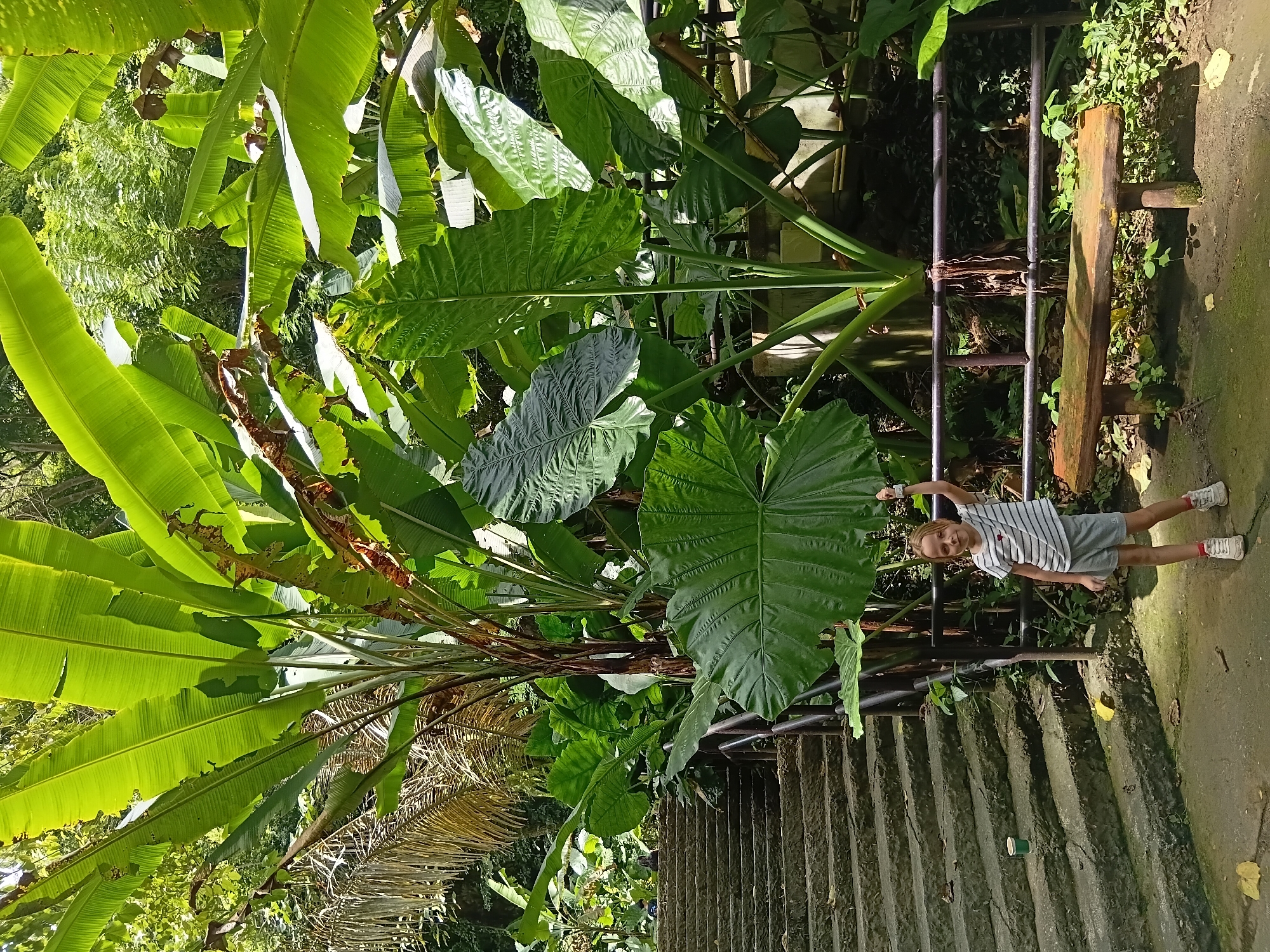 A young girl stands in a garden in Mae Sai District, Thailand, with lush vegetation surrounding her. To her left, a stone staircase ascends, and a dark metal railing lines its side. The girl, wearing a striped t-shirt and grey shorts, stands on a paved path. Behind her, a rustic wooden bench rests on the ground, partially obscured by plants. The environment is characterized by large, vibrant green leaves of tropical plants, including banana trees and taro plants, creating a dense, jungle-like atmosphere. Sunlight filters through the foliage, casting dappled shadows on the ground.