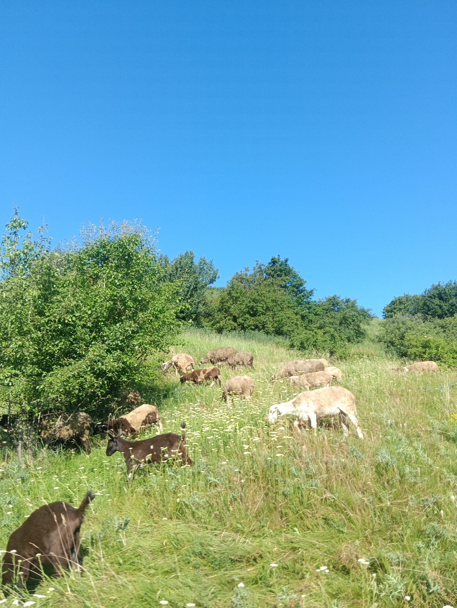 In a grassy, hilly field under a clear blue sky, a herd of sheep and two goats are grazing. The sheep are mostly light brown and white, with some darker brown ones scattered throughout. They are spread out across the middle and right side of the frame, some standing and some with their heads down, eating grass. The two goats, which are dark brown, are positioned in the lower left and middle-left of the image. One goat is facing left and appears to be moving, while the other is mostly obscured from view, seen from the back. A large, lush green tree is prominent on the left side of the image, with more trees and foliage forming a backdrop on the right and further back. The ground is covered in green grass dotted with small white wildflowers. The scene depicts a pastoral landscape on a sunny day.