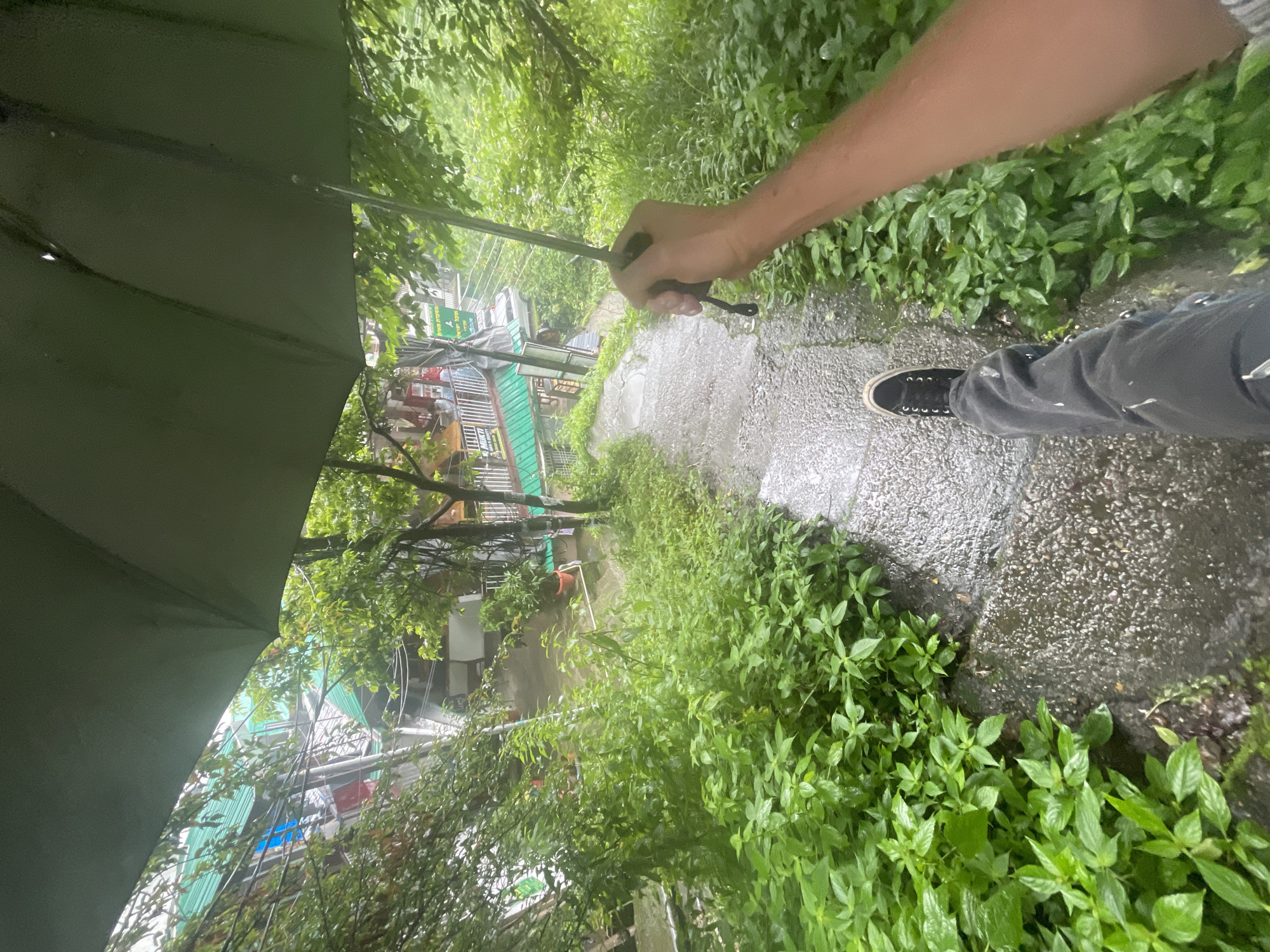 A first-person perspective shot taken on a steep, wet stone staircase in Bhagsu, India, during what appears to be a downpour. The person is holding a large, dark green umbrella overhead, its canopy partially obscuring the view of the buildings and lush greenery on either side of the stairs. The stairs themselves are wet and appear to be made of rough, dark stone with visible gravel. To the left, dense, vibrant green foliage crowds the edge of the staircase, with some plants cascading down the steps. On the right, more greenery is visible, with trees and bushes contributing to the dense, almost jungle-like atmosphere. In the background, across the stairs and nestled among the trees, are multi-story buildings with green roofs and balconies, characteristic of the architecture found in Bhagsu. A few signs with text are visible on the buildings. The person's legs are visible in the foreground, wearing dark pants with white splatters and black sneakers. Their right arm, holding the umbrella handle, is also in the frame. The overall impression is one of navigating a wet, uphill path through a verdant, urban environment.