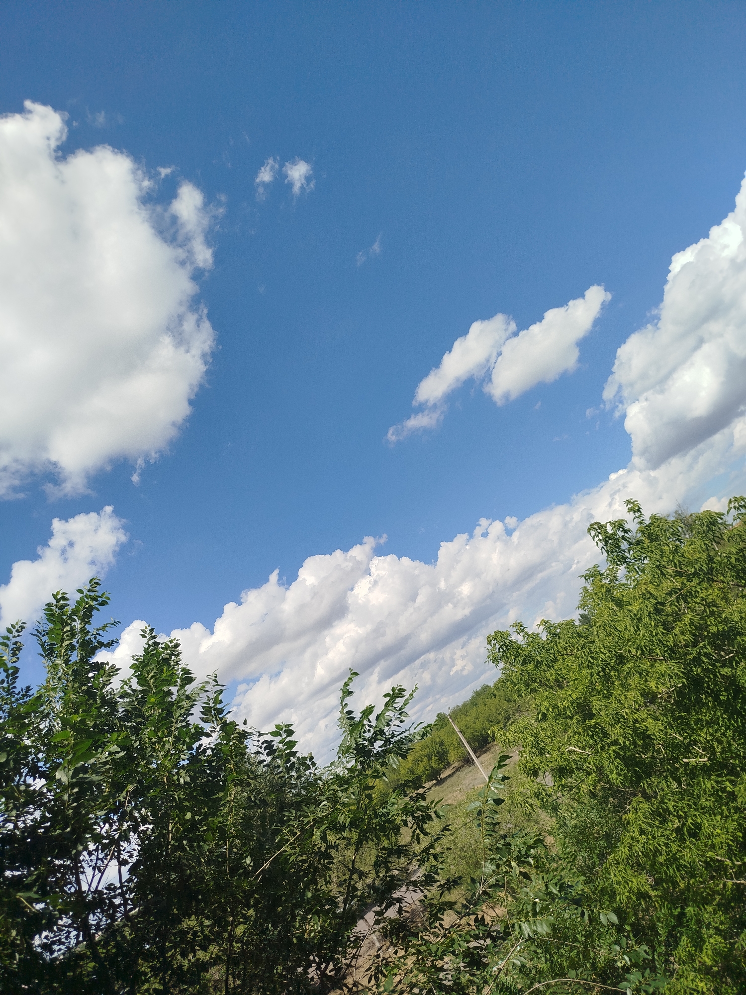 The image depicts a bright, outdoor scene with a clear blue sky and scattered white clouds. The lower portion of the image is filled with lush green foliage, primarily trees with dense leaves. The perspective is angled, looking upwards and to the right. The trees are vibrant and appear healthy, suggesting a daytime setting with ample sunlight. In the background, there is a hint of a landscape with more trees and a distant, faint object that could be a utility pole or a thin tree. The overall impression is one of a natural, possibly rural or park-like environment.