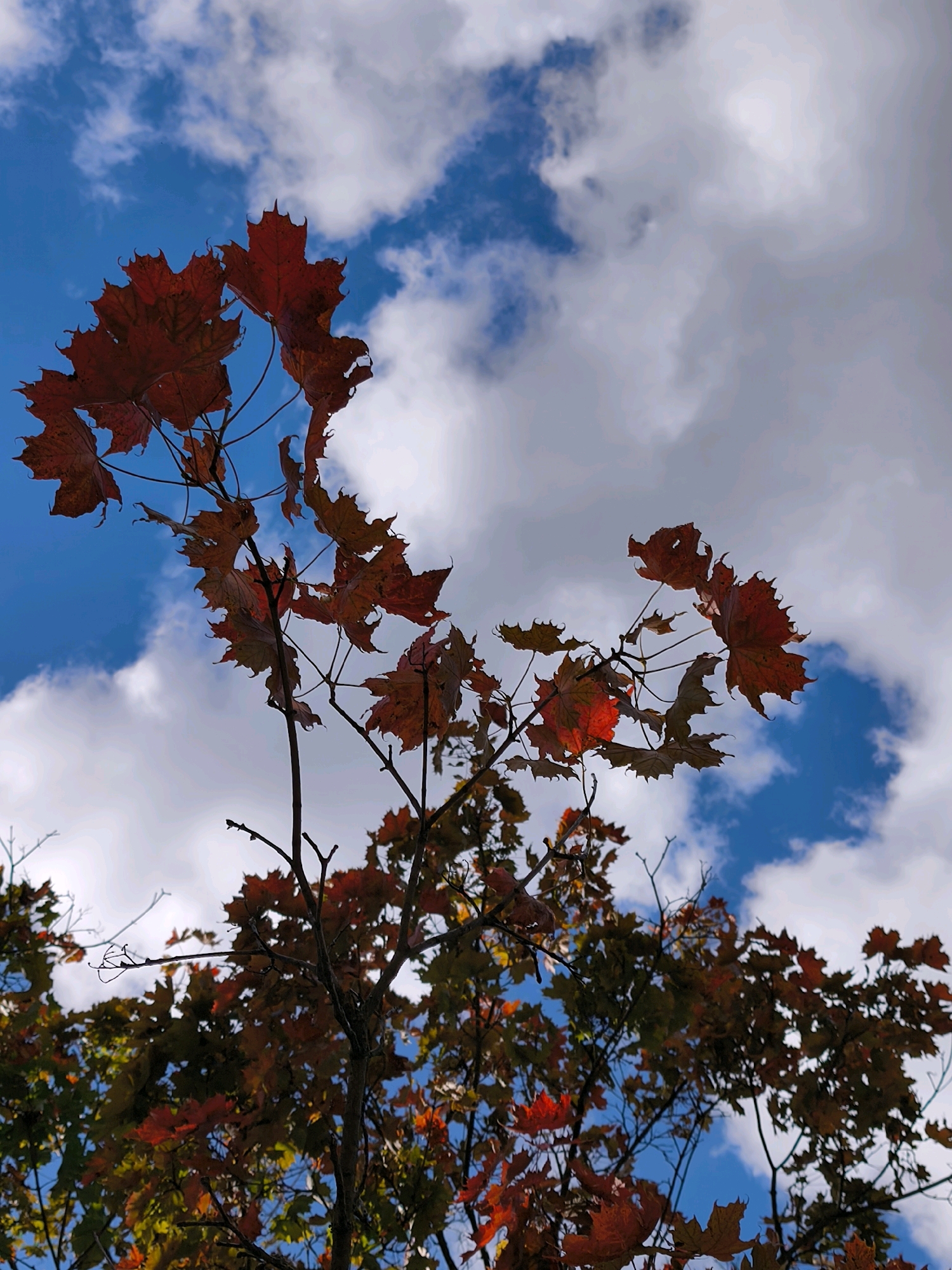 A low-angle, full shot captures the upper branches of a maple tree against a vibrant blue sky dotted with fluffy white clouds. The leaves are a mix of autumnal colors, predominantly deep reds and oranges, with some hints of green and yellow. The tree's branches are dark and slender, reaching upwards and outwards. The scene suggests a crisp, clear day in autumn. The location is identified as Mahilyow, Belarus.