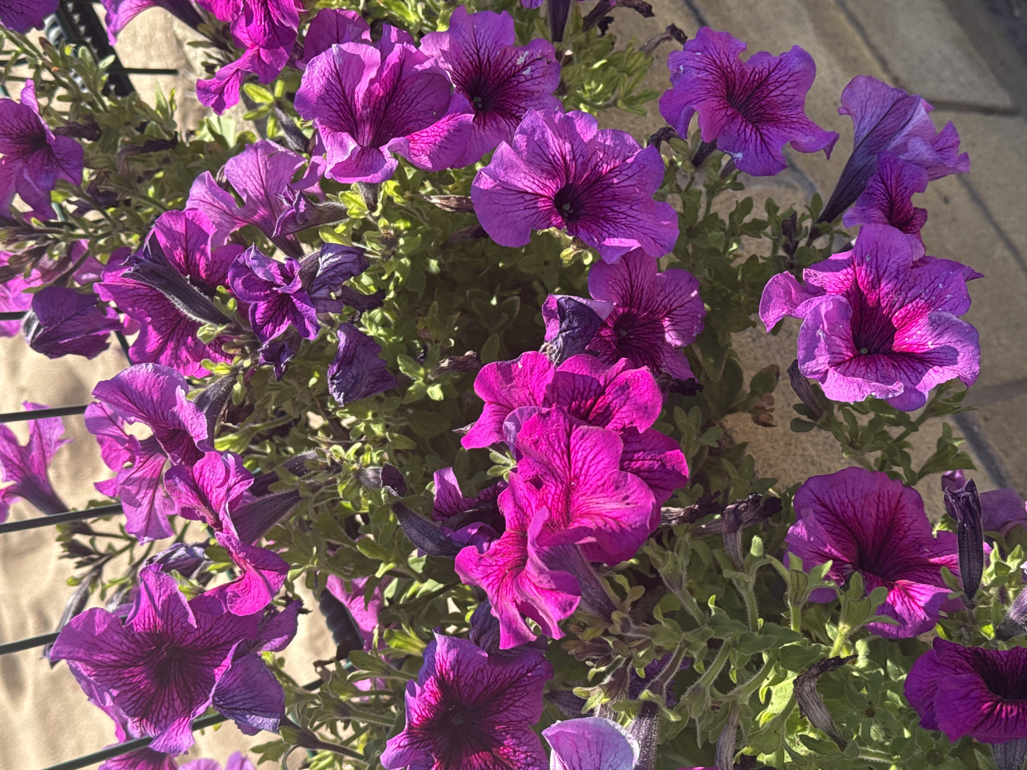 The image displays a close-up view of a cluster of vibrant purple petunias in bloom. The flowers exhibit intricate veining in a darker shade of purple against their lighter petals. Some flowers are fully open, revealing their trumpet-like shapes, while others are partially closed or in bud. The petals appear delicate and slightly crinkled, with some showing highlights from the sunlight. Green foliage, with small, fuzzy leaves, surrounds the flowers, providing a contrasting backdrop. The scene is illuminated by natural sunlight, casting shadows and adding depth to the image. The background is a blurred mix of sand and what appears to be a light-colored wall or paving. There are no people or animals visible in the frame. The overall impression is one of natural beauty and abundant floral growth. The image does not contain any contextual information to place it in Sary-Oy, Kyrgyzstan.