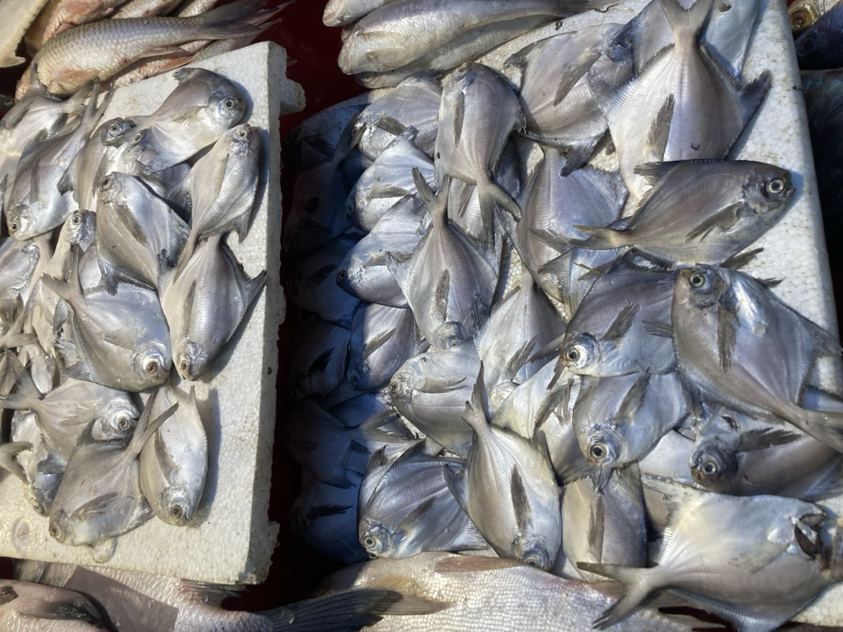 A market display showcases piles of silver pomfret fish. The fish are arranged on two white styrofoam trays, one on the left and one on the right. Some smaller fish are scattered at the top and bottom. The fish are a metallic gray color and overlap each other densely. The image has bright, even lighting and a close-up perspective.