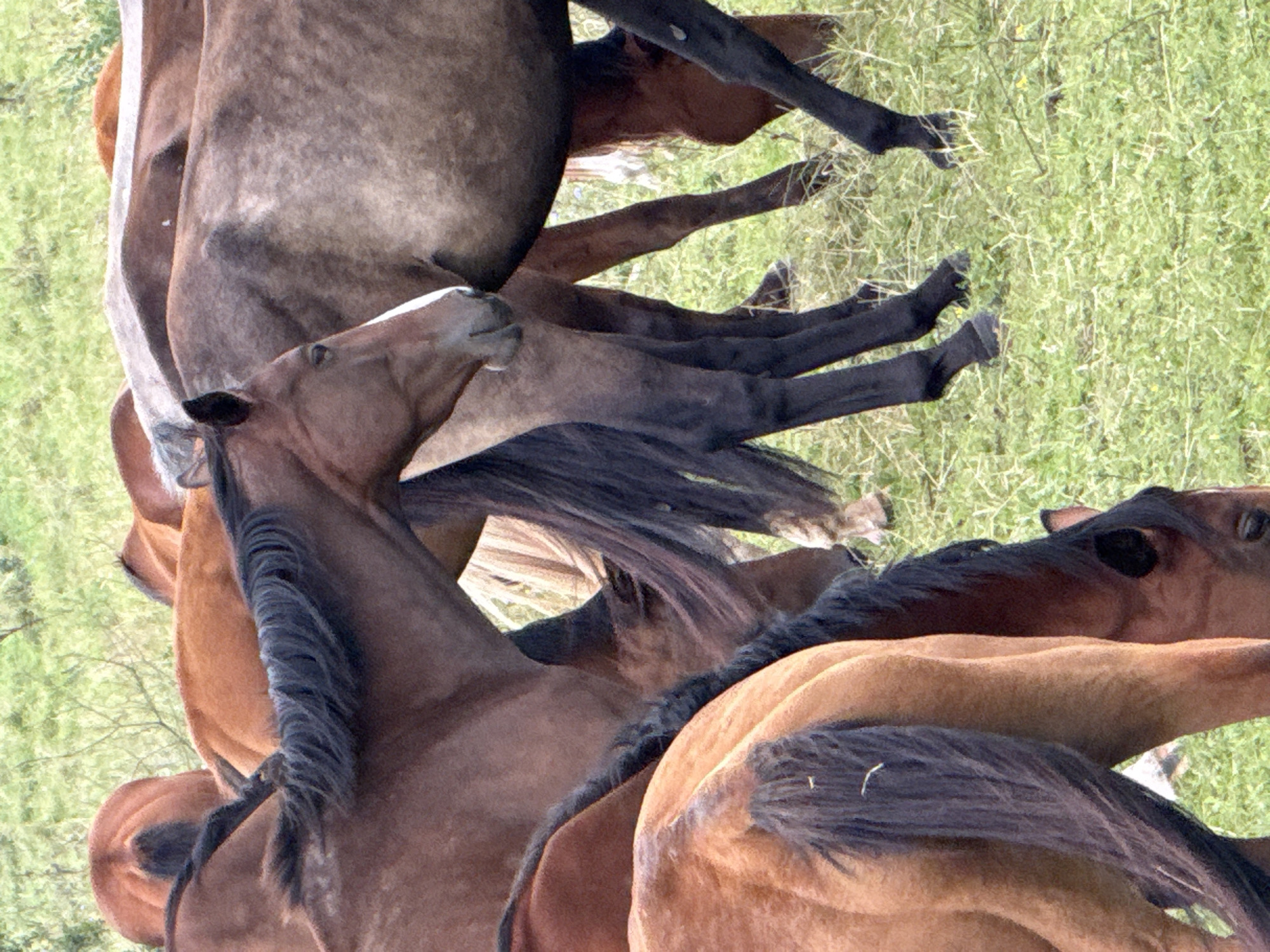 In a grassy field in Galinė, Lithuania, a herd of horses stands together. The horses are of various colors, including brown, grey, and reddish-brown, with some exhibiting white markings on their faces. Their manes and tails are dark and flowing. The horses are standing close to one another, with some grazing and others looking towards the viewer. The ground is covered in green grass with some scattered yellow wildflowers. The overall scene is natural and peaceful.