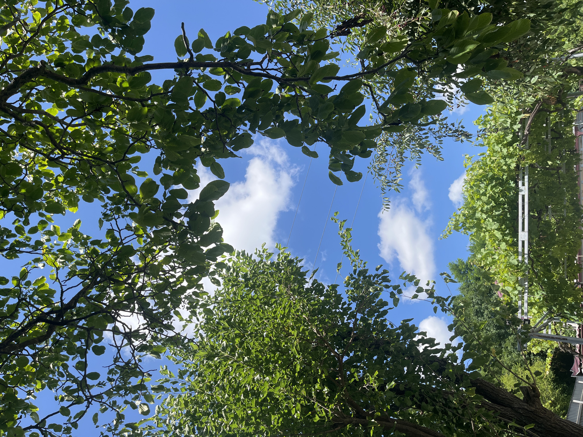 The image depicts a lush green canopy of leaves from several trees against a vibrant blue sky dotted with fluffy white clouds. In the foreground, the branches of a large tree, with dark, textured bark, dominate the left side of the frame, its leaves forming a dense curtain. To the right, another tree's branches, also covered in green foliage, extend into the frame from the upper right corner. In the background, a lower section of the image reveals more greenery, including what appears to be a grape vine trellis. The scene suggests an outdoor setting, likely a garden or park, bathed in bright daylight. There are no people or animals visible in the image. The electrical wires can be seen crisscrossing the sky in the middle ground.