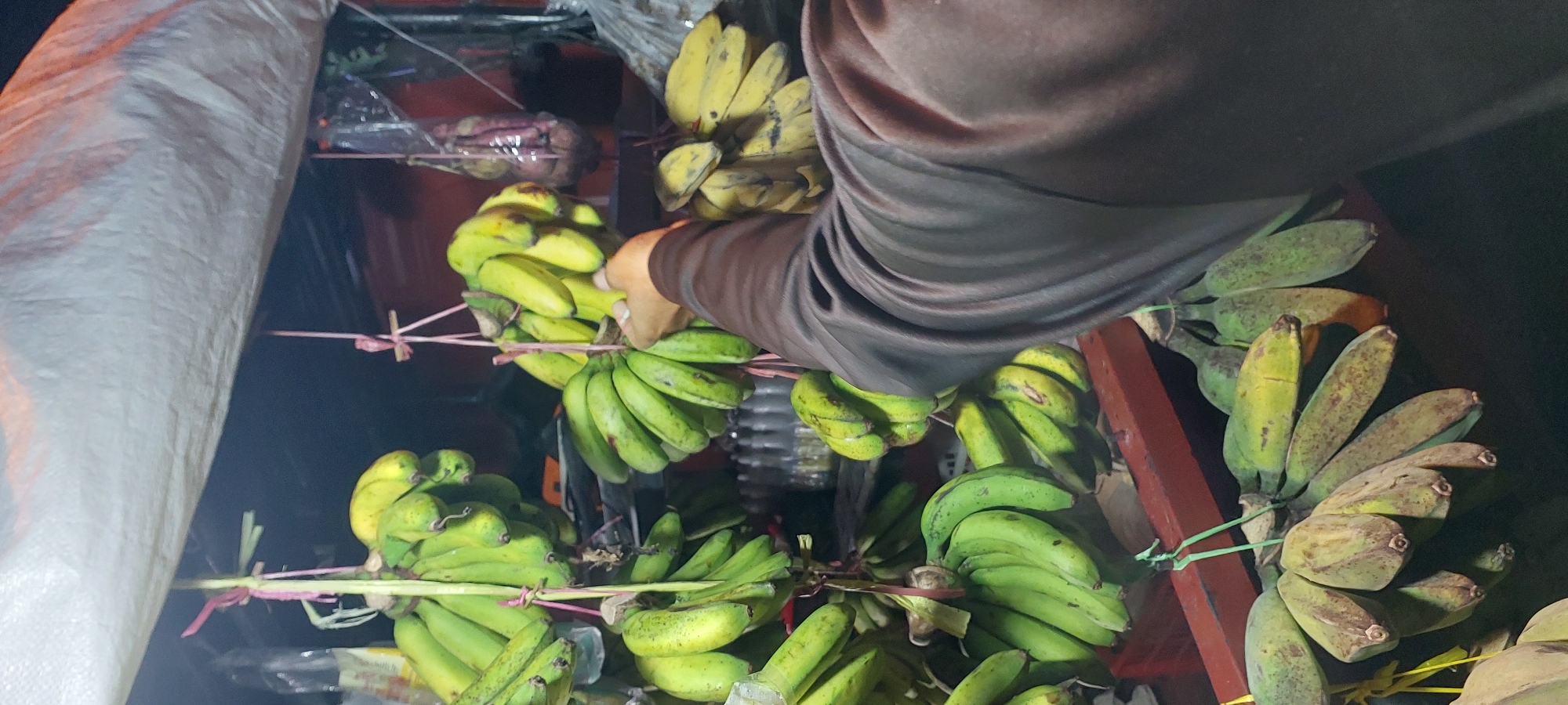 In Jayapura, Indonesia, a person's hand, wearing a brown long-sleeved garment, is reaching out to select bananas from a stall. The bananas are displayed in bunches, hanging from pink and green strings. Some bunches are predominantly green, while others show signs of ripening with yellow hues and brown spots. The stall is covered by a white tarp, and in the background, other produce, possibly onions, are visible, along with bottles and plastic sheeting. The scene appears to be an outdoor market setting at night.