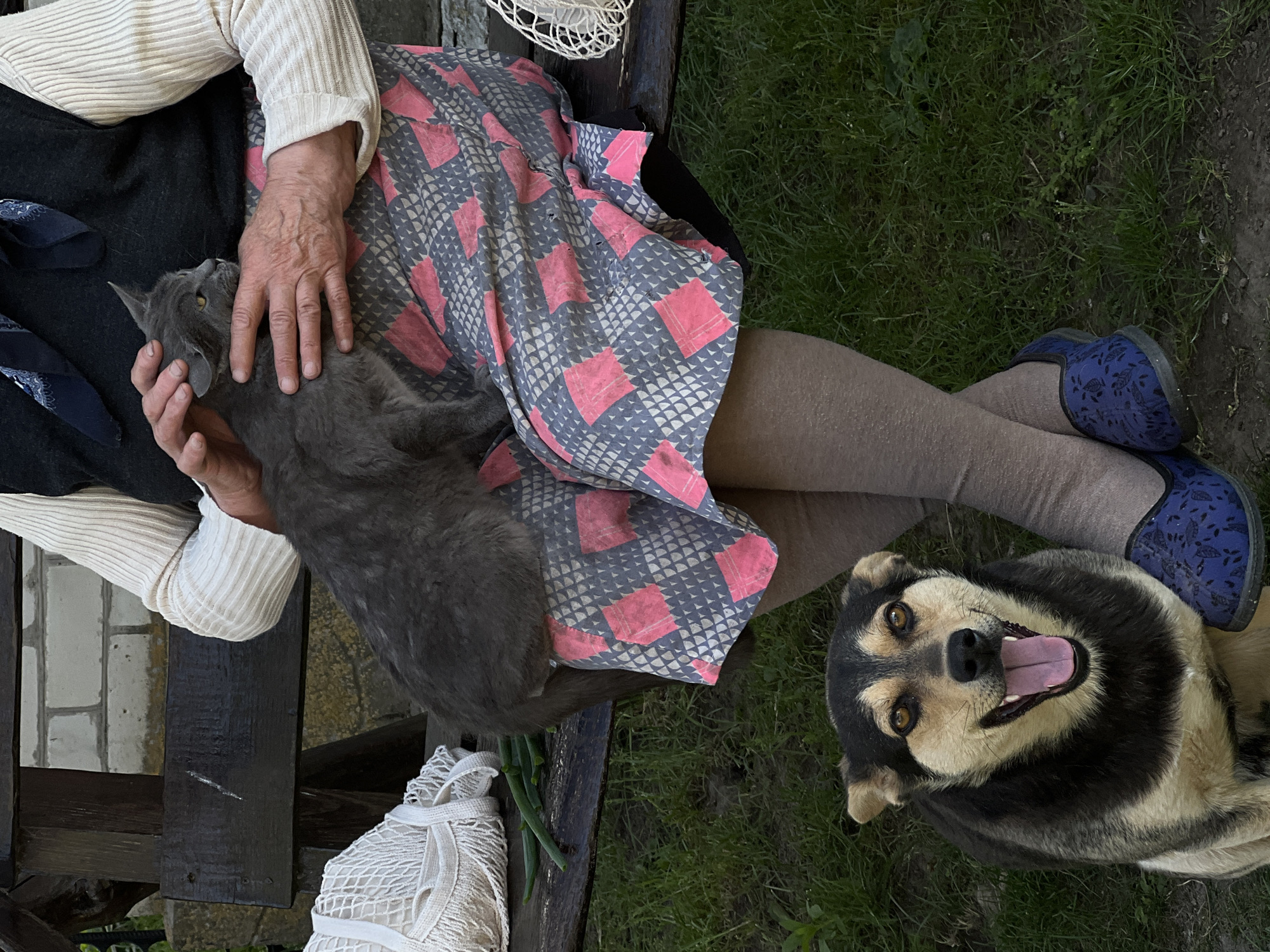 A woman sits on a wooden bench outdoors, holding a gray cat. She wears a cream-colored long-sleeved shirt, a dark vest, a patterned skirt with pink and gray geometric designs, and gray tights. Her hands are gently stroking the cat's head. A small, mixed-breed dog with black and tan fur is seated on the grass in front of the bench, looking directly at the camera with its mouth open in a happy expression. To the left of the woman on the bench is a white mesh bag and some green onions. The background shows green grass and a blurred brick structure. The scene is likely in Vertelka, Ukraine, given the context.