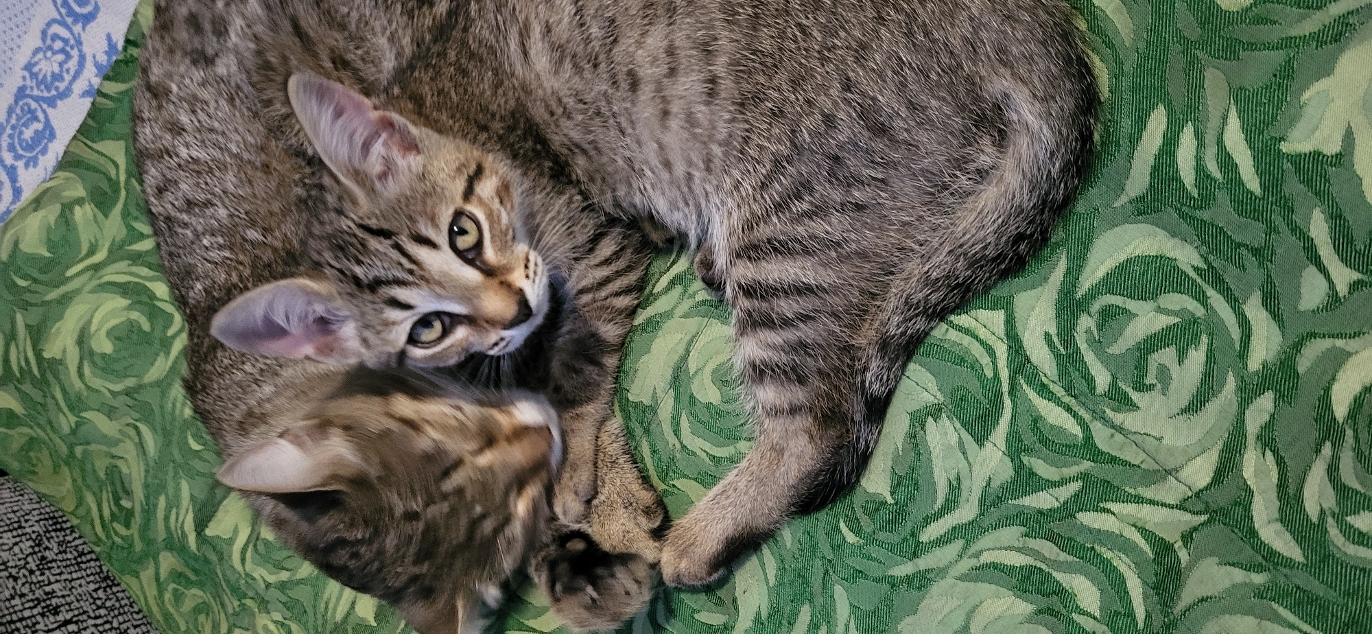 Two tabby kittens are resting on a green patterned fabric. One kitten is in the foreground, facing forward with its body curled to the right. Its head is turned to its left, and its bright yellow eyes are looking towards the viewer. The other kitten is partially obscured, lying in front of and to the left of the first kitten. Its head is lowered, and its nose is touching the other kitten's chest. The fabric they are on has a repeating pattern of stylized green leaves and possibly roses.