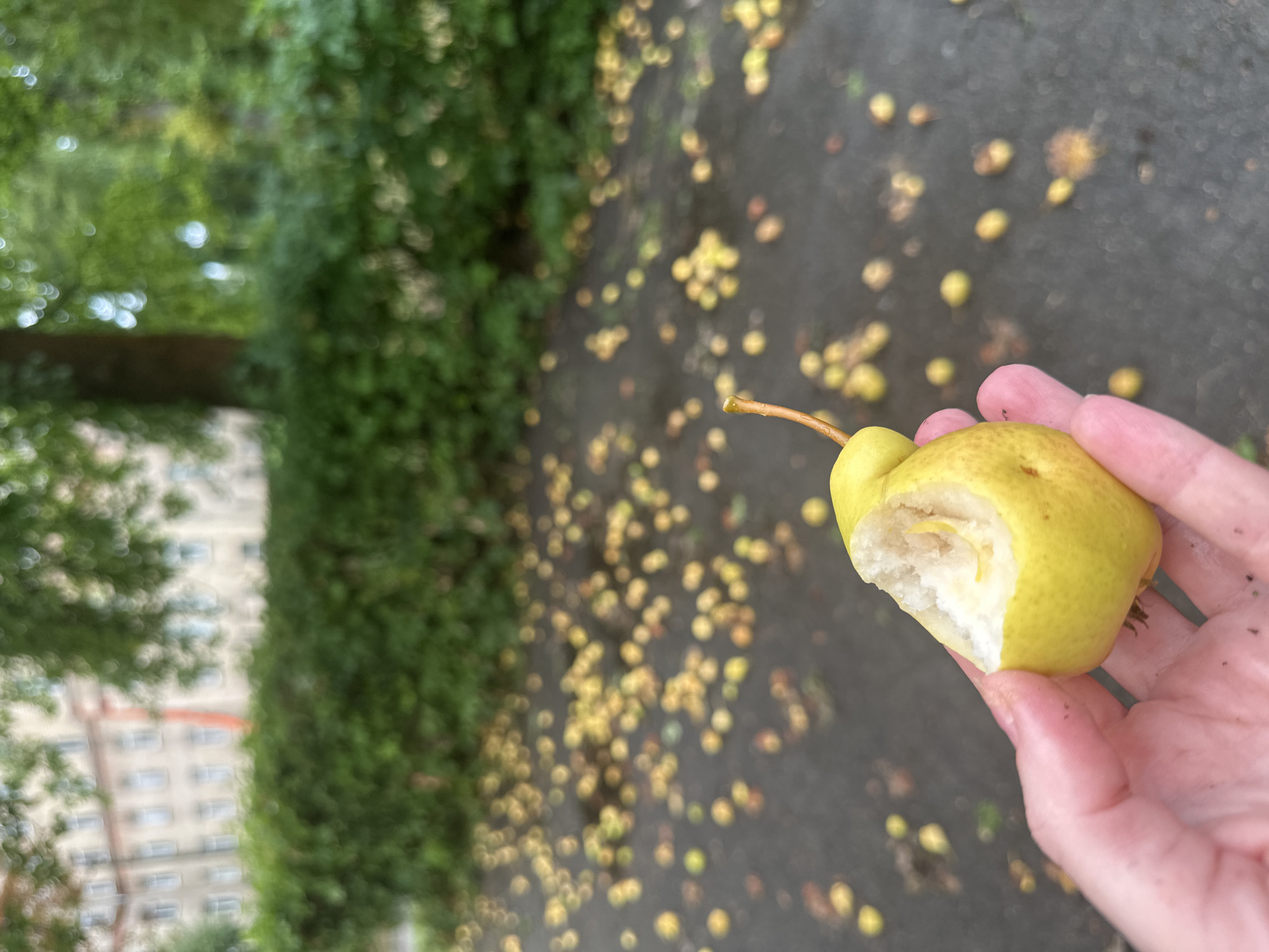 In Kyiv, Ukraine, a person's hand holds a partially eaten yellow pear in the foreground. The pear has a bite taken out of it, revealing the white flesh inside. The background is blurred and shows a paved surface covered with numerous fallen yellow fruits, likely pears or apples. Beyond the ground, there is a dense green hedge, and further back, a building with multiple windows and a tree with green leaves. The overall scene suggests an outdoor setting in an urban park or garden.