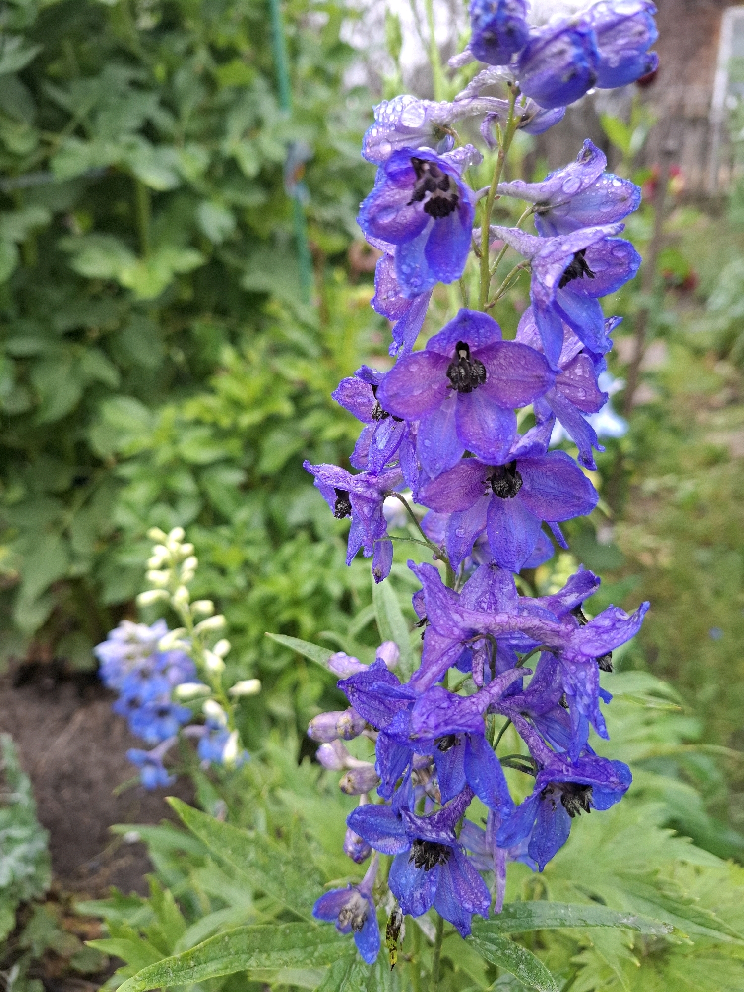 A close-up, vertical, eye-level shot features a stalk of vibrant purple delphinium flowers in a garden setting. The flowers are wet, with numerous water droplets clinging to their petals, suggesting recent rain or dew. The blossoms are detailed, showing their intricate structure and dark centers. In the background, out-of-focus green foliage forms a lush backdrop, with hints of other garden plants and elements like a fence visible on the right. The foreground shows a small section of dark soil and some lighter green foliage. The overall impression is one of a natural, cultivated outdoor space. The image does not contain any people or specific landmarks that would indicate a precise location within Romantik, Russia.