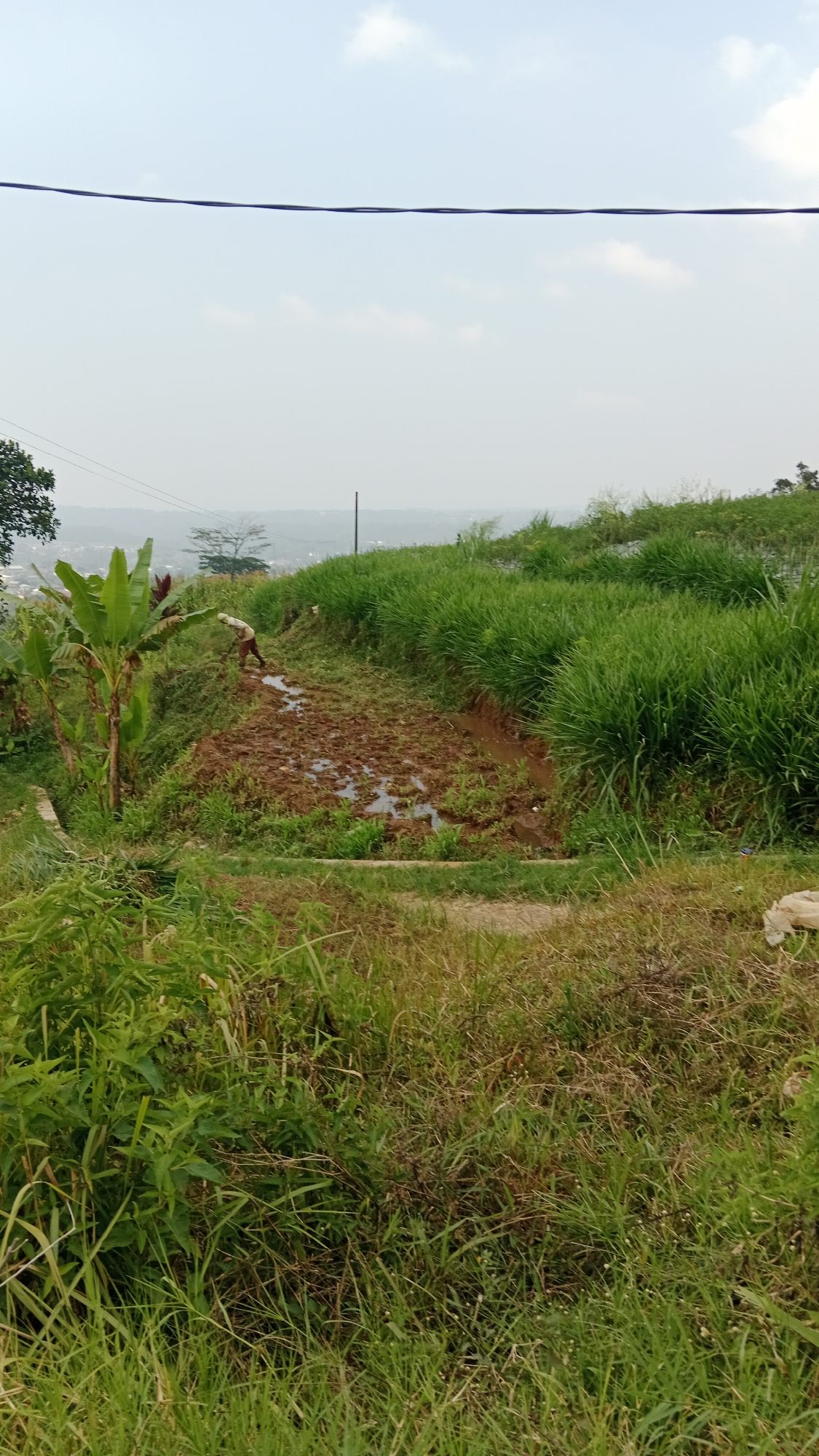 In Sidomulyo, Indonesia, a person is tilling a muddy field on a terraced hillside. The field is surrounded by lush green grass and vegetation, with banana trees visible to the left. The sky above is overcast with scattered clouds. A power line stretches across the top of the frame, indicating proximity to human settlement or infrastructure. The overall scene depicts agricultural activity in a rural or semi-rural area.