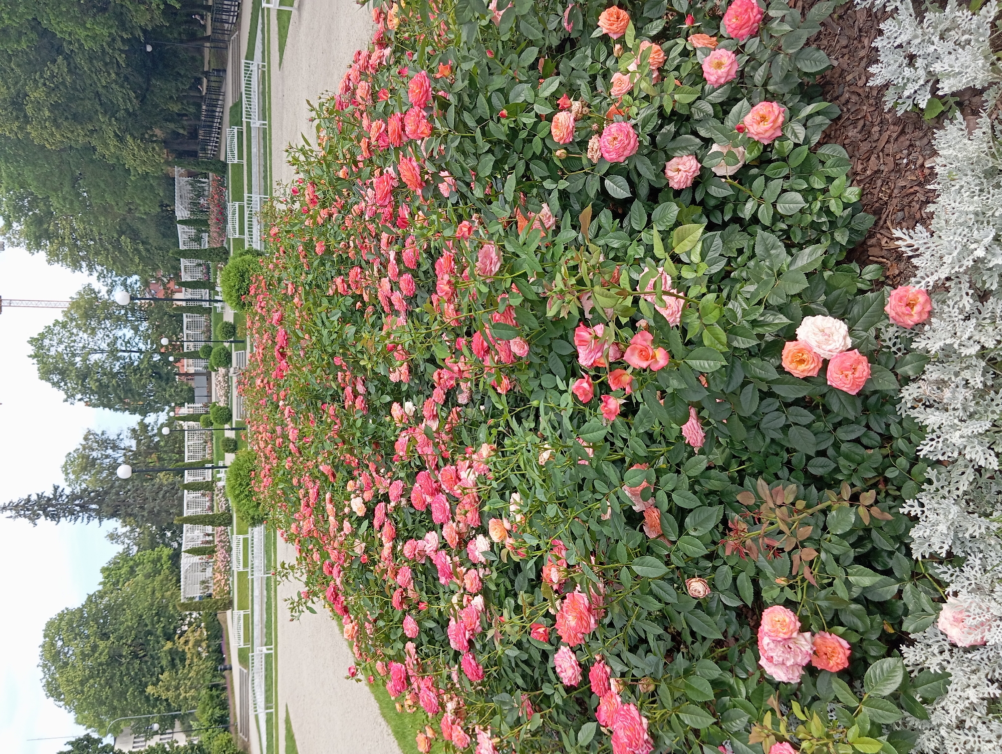 This image shows a well-maintained park pathway lined with a dense hedge of pink and orange roses. The roses are in full bloom, with many individual flowers visible. To the right of the rose hedge is a border of silvery-white, leafy plants. The pathway is made of light-colored gravel and runs alongside a neatly mowed green lawn. In the background, there are several white benches and decorative white trellises, suggesting a formal garden setting. Beyond these, mature trees with lush green foliage are visible, indicating a park or botanical garden. The lighting suggests it is daytime, likely overcast or early morning, as there are no harsh shadows. The scene conveys a sense of tranquility and natural beauty, typical of a public park. There are no people or active events depicted; the focus is solely on the flora and the designed landscape. The location context provided is Białystok, Poland, which could imply a European park setting. No visible text is present in the image.