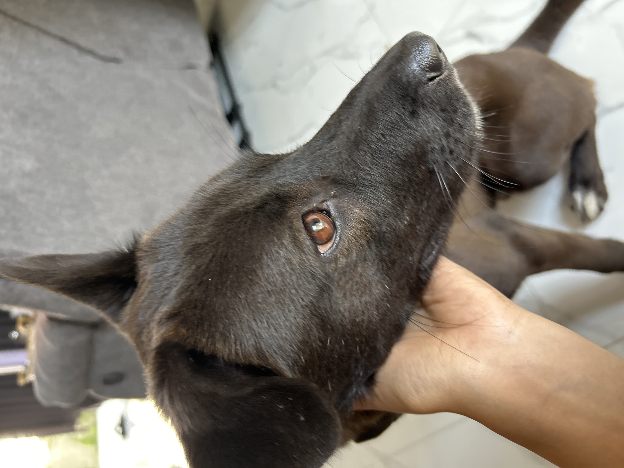 A close-up shot captures a black dog's head and upper body. The dog's head is tilted to the right, with its brown eye visible and looking to the right. A human hand is gently supporting the dog's jaw from underneath. The background is blurred, showing a light-colored floor, a gray sofa, and a window with natural light streaming in. The scene appears to be indoors, possibly in a residential setting in Sukawati, Indonesia. The dog's fur is dark brown and appears sleek.