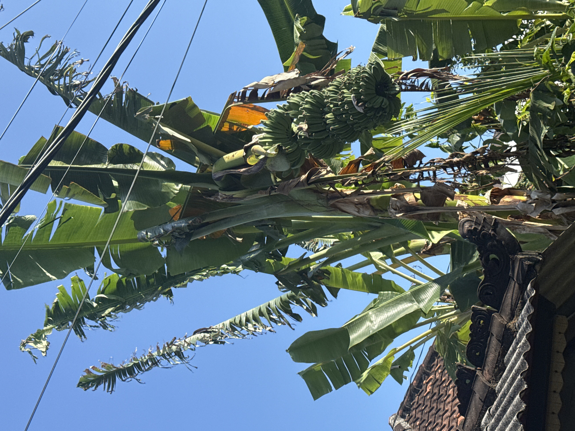 A banana tree with a cluster of green bananas is shown against a clear blue sky. Several large, tattered banana leaves are visible, some appearing dried and yellowed. Overhead power lines crisscross the frame, passing close to the top of the banana tree. In the lower left corner, a portion of a tiled roof, typical of traditional Balinese architecture, is visible. This scene is consistent with a residential area in Denpasar, Indonesia, where banana trees are common and power lines are prevalent. There are no people or animals in the image.