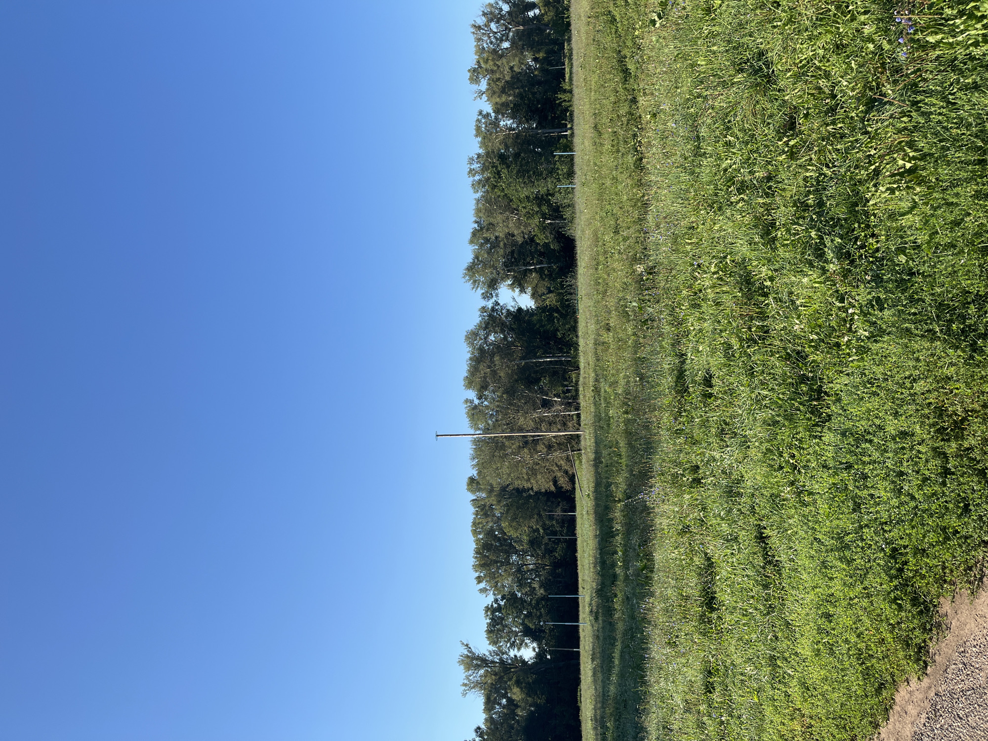 The image depicts an outdoor scene under a clear blue sky. In the foreground, a grassy field with varied vegetation, including taller grasses and smaller clover-like plants, is visible. The ground transitions to a gravel path along the left edge. In the mid-ground, a line of trees forms a dense forest edge. Several tall, thin poles with some structure at the top are sparsely distributed in the field, two of which are on the left side of the frame, and one is more prominent on the right. The environment appears natural and undeveloped, likely a park or a field on the outskirts of a city. There are no people or animals visible in the image. The lighting suggests it is daytime, with sunlight casting shadows on the grass. The overall impression is one of a tranquil, open space. The location is identified as being in the city of Blagoveshchensk, Russia.
