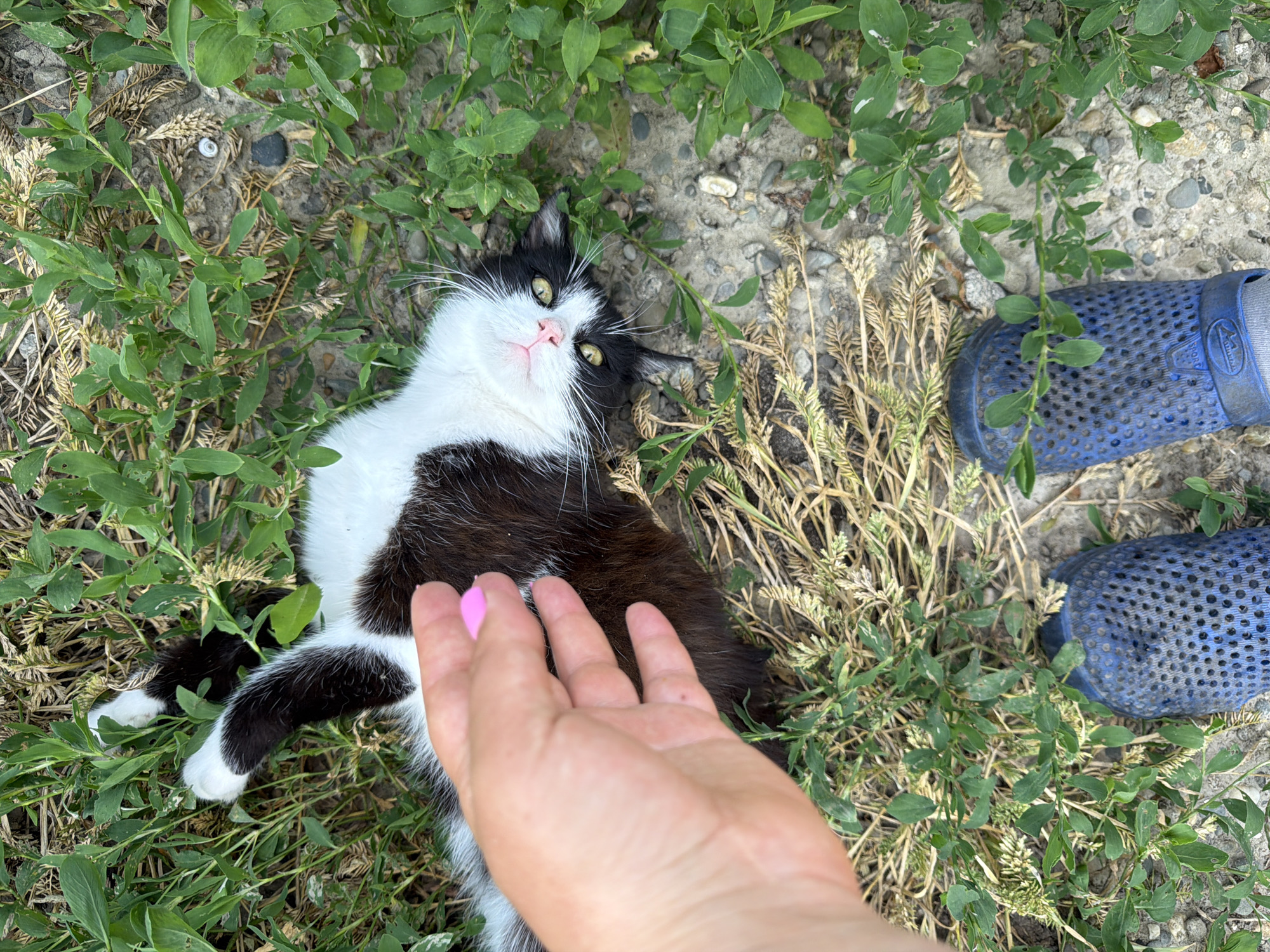 An aerial perspective captures a domestic short-haired cat, exhibiting a black and white coat pattern, lying supine on a heterogeneous ground surface in the city of Leningradskaya, Russia. The animal presents a pink nose and prominent white whiskers, with both yellow-green eyes open and directed towards the top of the frame. A human left hand, with a thumb displaying pink nail polish, is positioned mid-air, proximal to the cat's ventral torso. Below this interaction, two human feet are situated, encased in blue, perforated plastic clogs (partially identified as 'SPRANDI' brand), worn over light-colored socks. The ground consists of a mixture of green herbaceous vegetation, desiccated straw-like plant matter, and exposed gravelly soil. Specific environmental details include small stones, a dark pebble, and a white gastropod shell observed within the soil matrix.