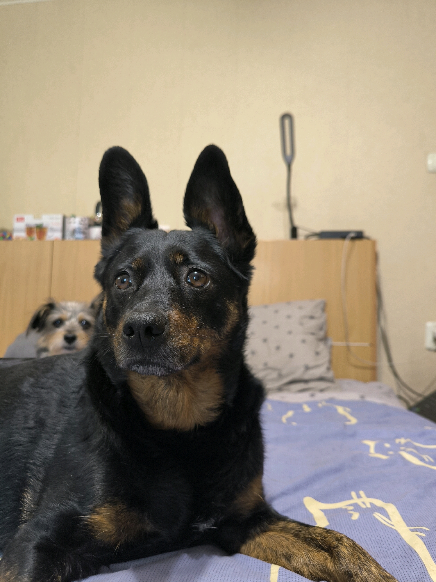 The image shows two dogs in what appears to be a bedroom. The dog in the foreground, a German Shepherd mix, is black and tan with large erect ears and is looking directly at the camera. Its eyes are brown and alert. The dog is lying down on a blue patterned bedspread. Behind the German Shepherd, another smaller, scruffy-looking dog is visible, also lying down and looking towards the camera with a soft expression. The background consists of a beige wall, a wooden headboard of a bed, and some shelves with various items on them. A bedside lamp is mounted on the wall. The lighting suggests an indoor environment, possibly during the day or with artificial light. There is no visible indication of the location being specifically in Mykolaiv, Ukraine.