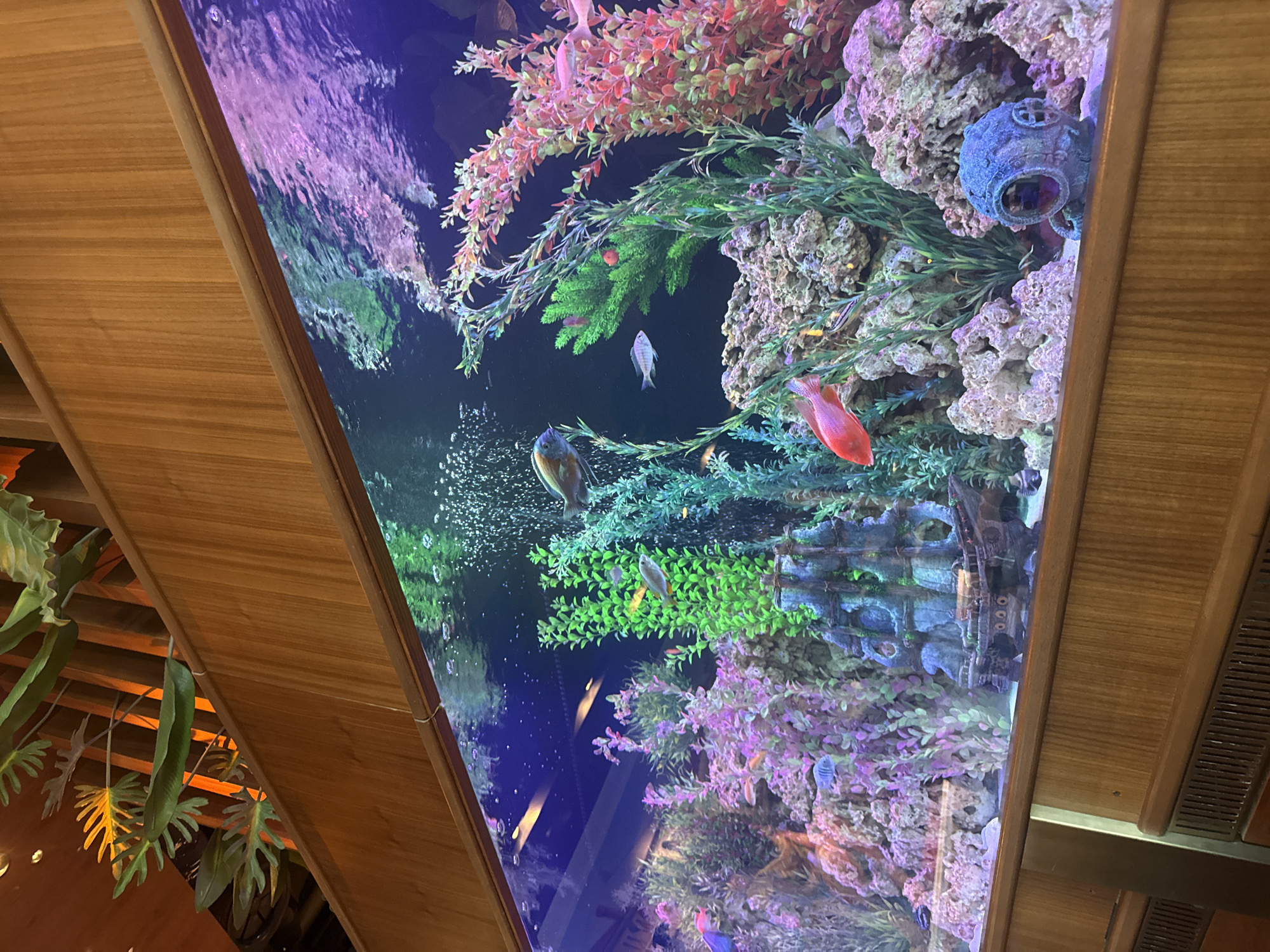 The image depicts an aquarium, presumably in a restaurant or public space in Unknown, Unknown. The aquarium contains various fish species, including a reddish-orange fish and a greyish-blue fish. The aquarium is decorated with artificial plants of various colors (reddish-pink, green, and purple), as well as artificial rock formations and a small, blue ceramic ornament shaped like a teapot. A shipwreck decorative element is also present. Bubbles are visible in the water, suggesting an aeration system. The aquarium is framed by a wooden structure, likely part of the building's design. Other plant elements are visible outside the aquarium, potentially part of the restaurant's decoration.