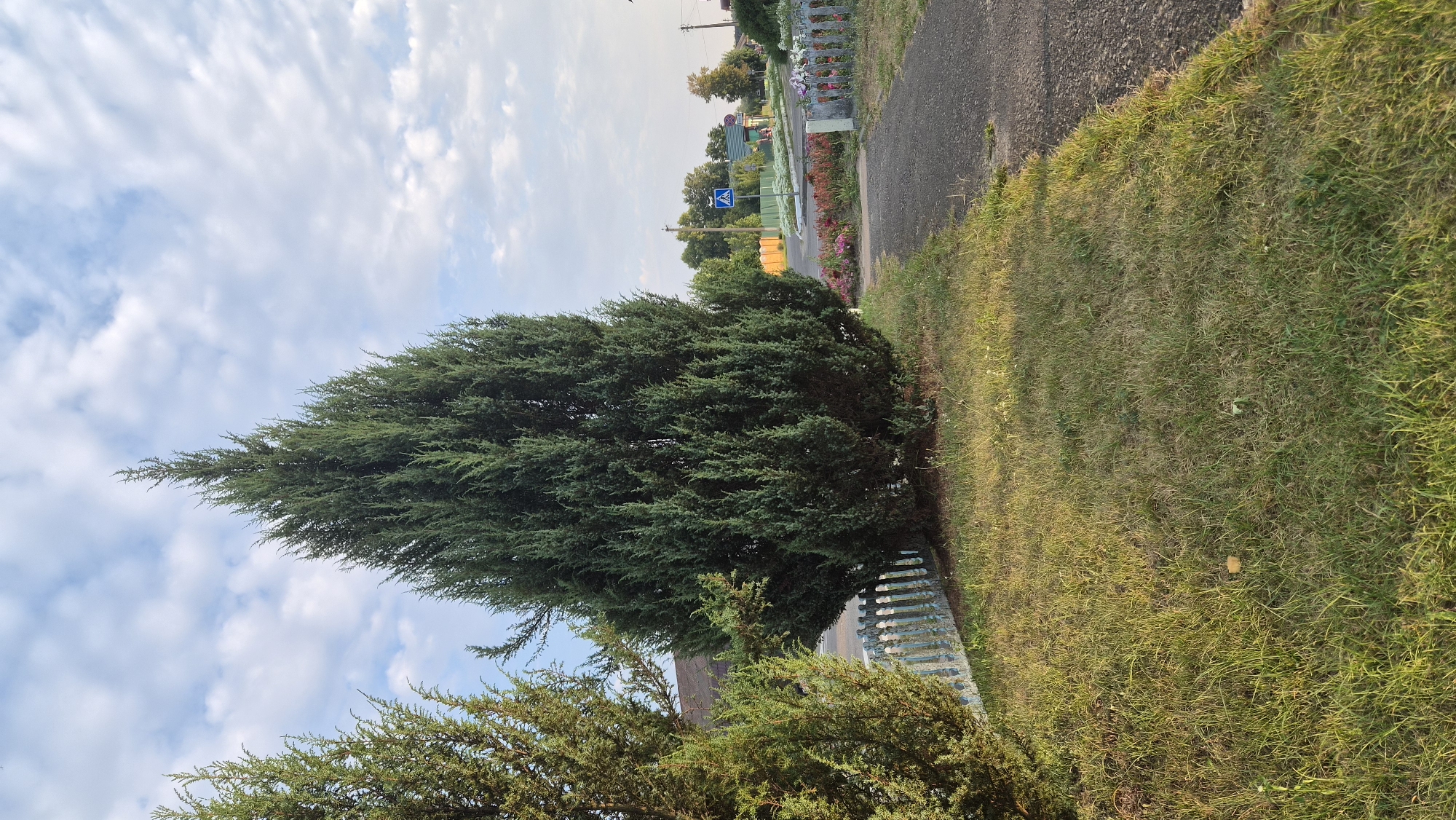 A tall, conical evergreen tree stands prominently in the foreground, its dense foliage a deep green. To its left, a smaller, similarly shaped evergreen tree is partially visible. A light blue, picket-style fence runs horizontally across the lower portion of the image, partially obscured by the trees. Beyond the fence, a sidewalk or path is visible, curving to the right. In the background, a road intersects with a cluster of houses and trees under a sky with scattered white clouds. A pedestrian crossing sign is visible on the side of the road. The scene appears to be a residential area in the village of Parycki Sel'ski Savet, Belarus, captured on a bright day.