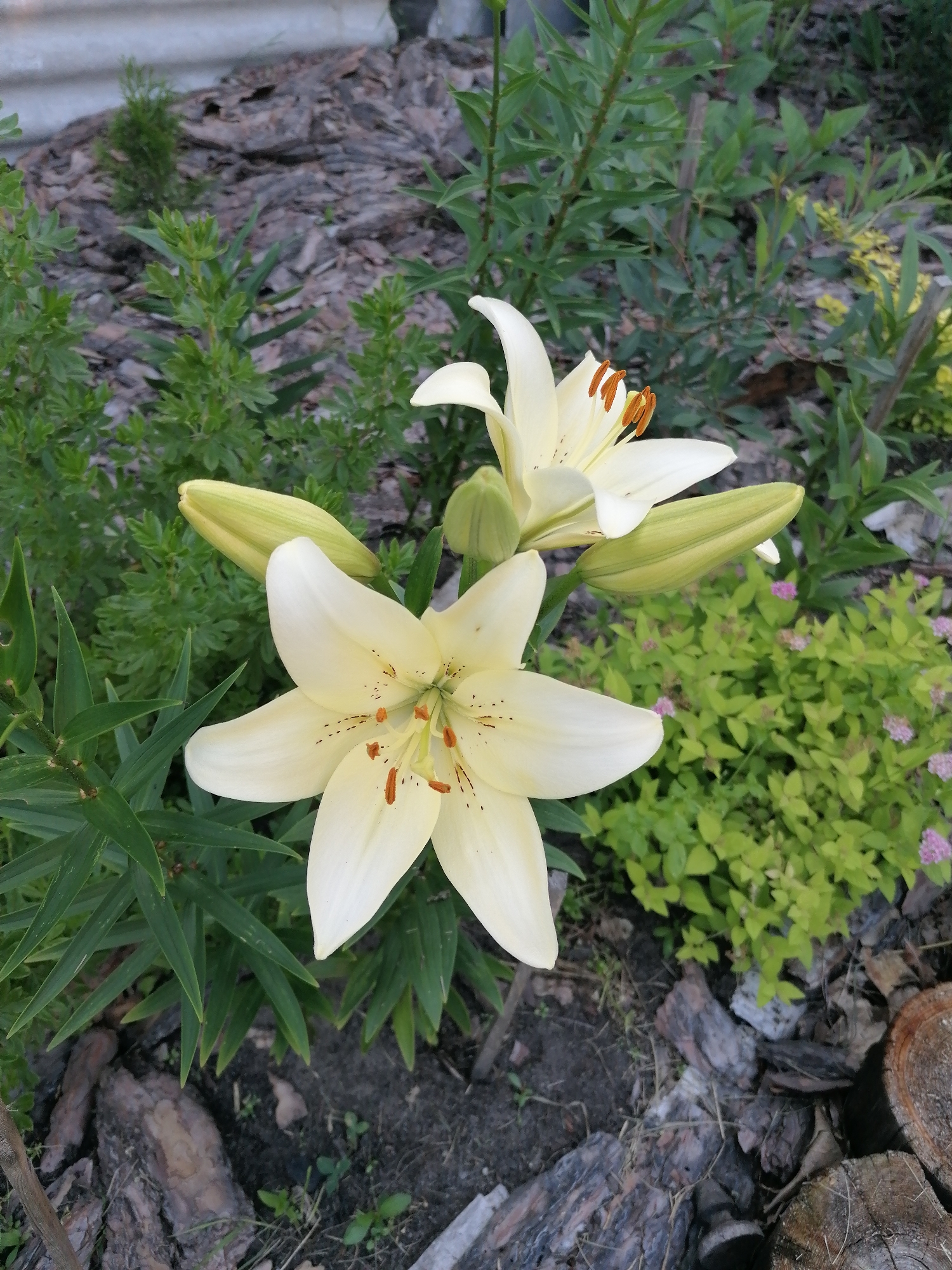 A close-up, eye-level outdoor shot features two creamy white lilies with orange stamens in the foreground. One lily is fully bloomed, showcasing its star-like shape, while the other is partially open. Both lilies are surrounded by lush green foliage and plant buds. The background consists of bark mulch and some lighter-colored, low-lying plants with small pink flowers. The overall setting appears to be a garden bed in the city of Mylnikovo, Russia.